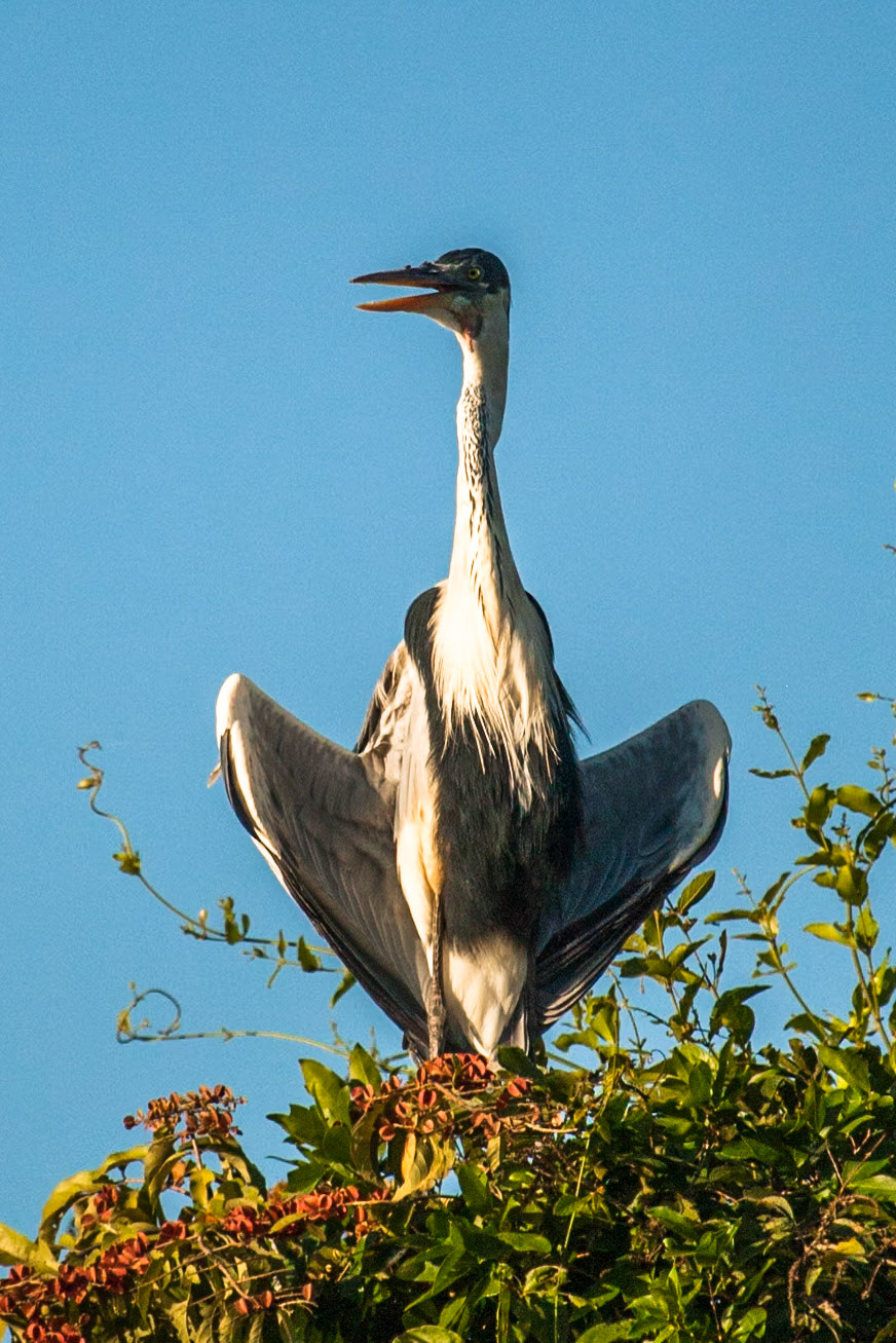 Cocoi heron, Mato grosso, Pantanal, Brazil