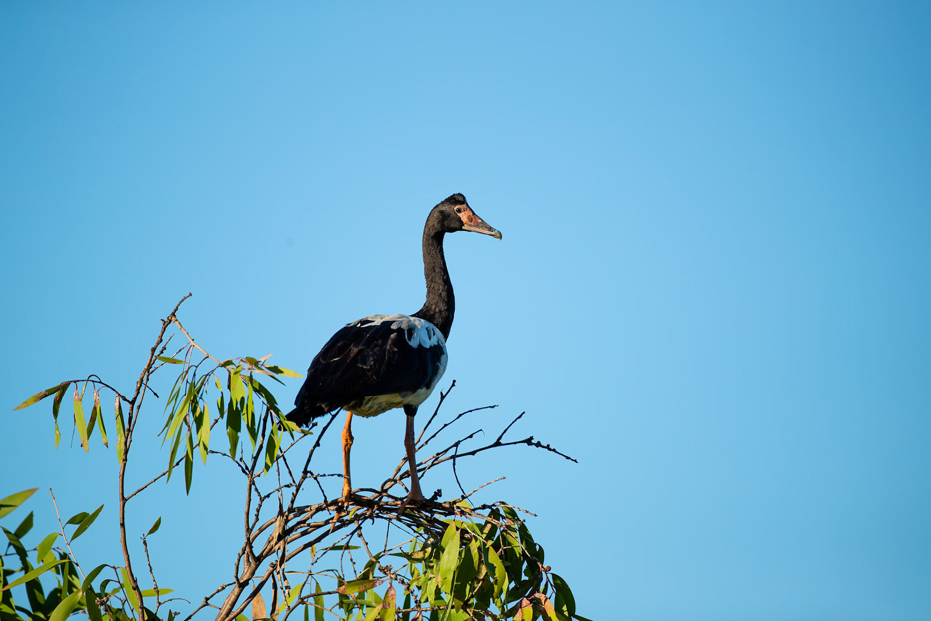 Magpie goose, Yellow waters billabong, Kakadu, Northern Territory, Australia