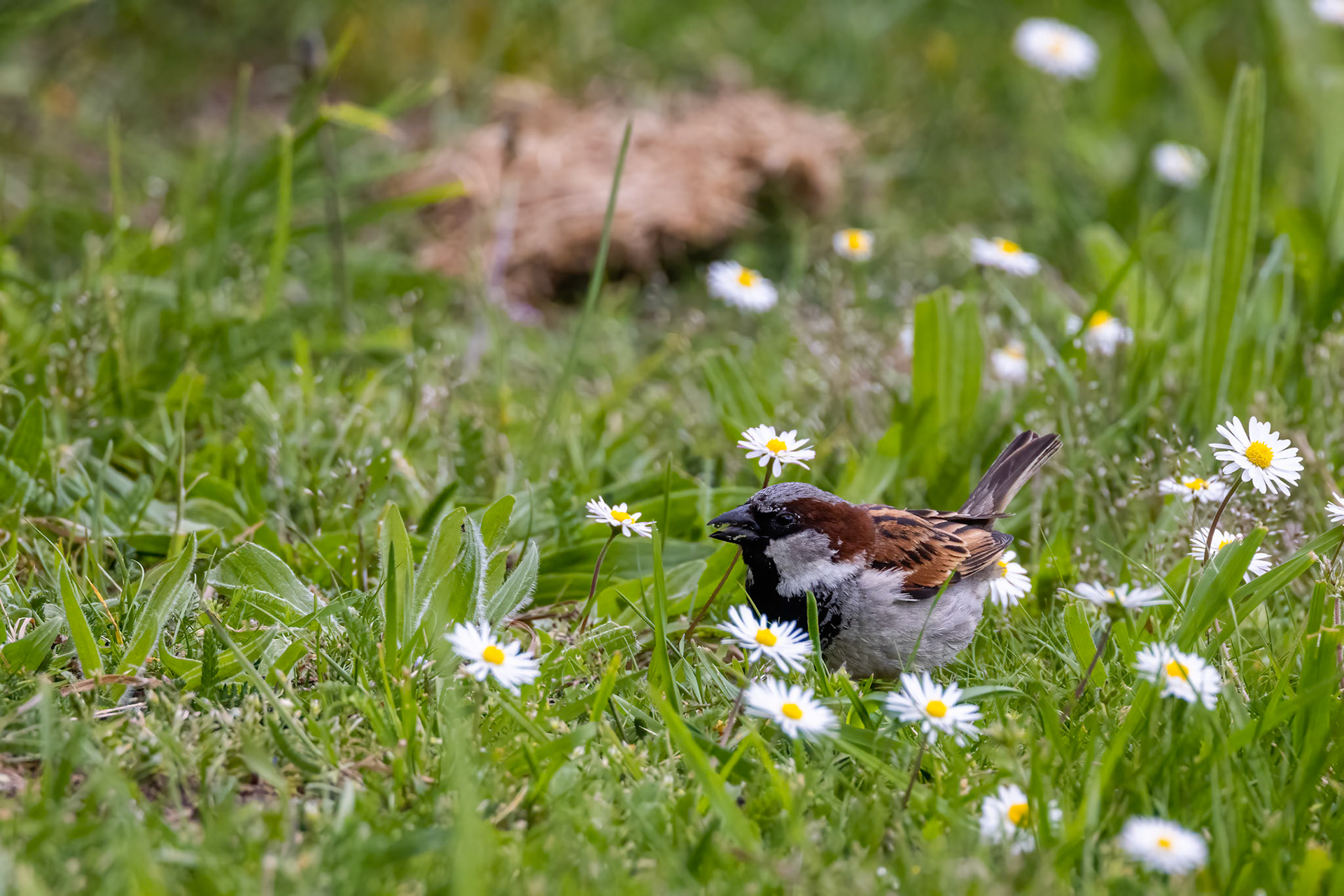 House sparrow, Dunedin, New Zealand