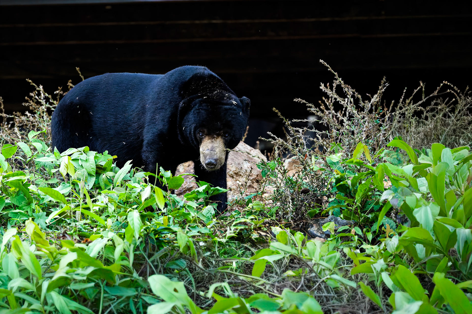 Malayian sun bear, Khaeng Krackan National Park, Thailand