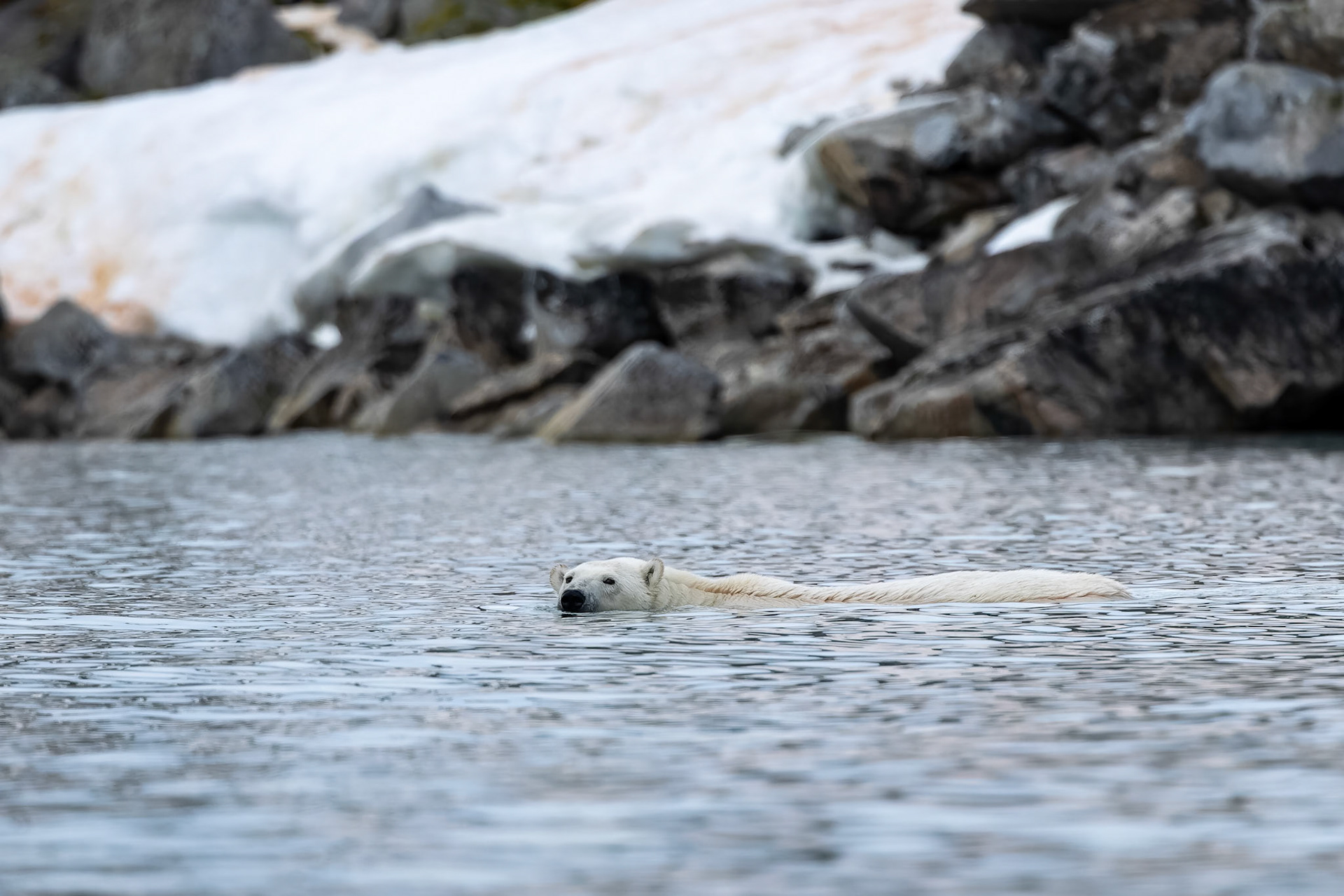 Polar bear, Hamiptonbukka, Svalbard, Norway