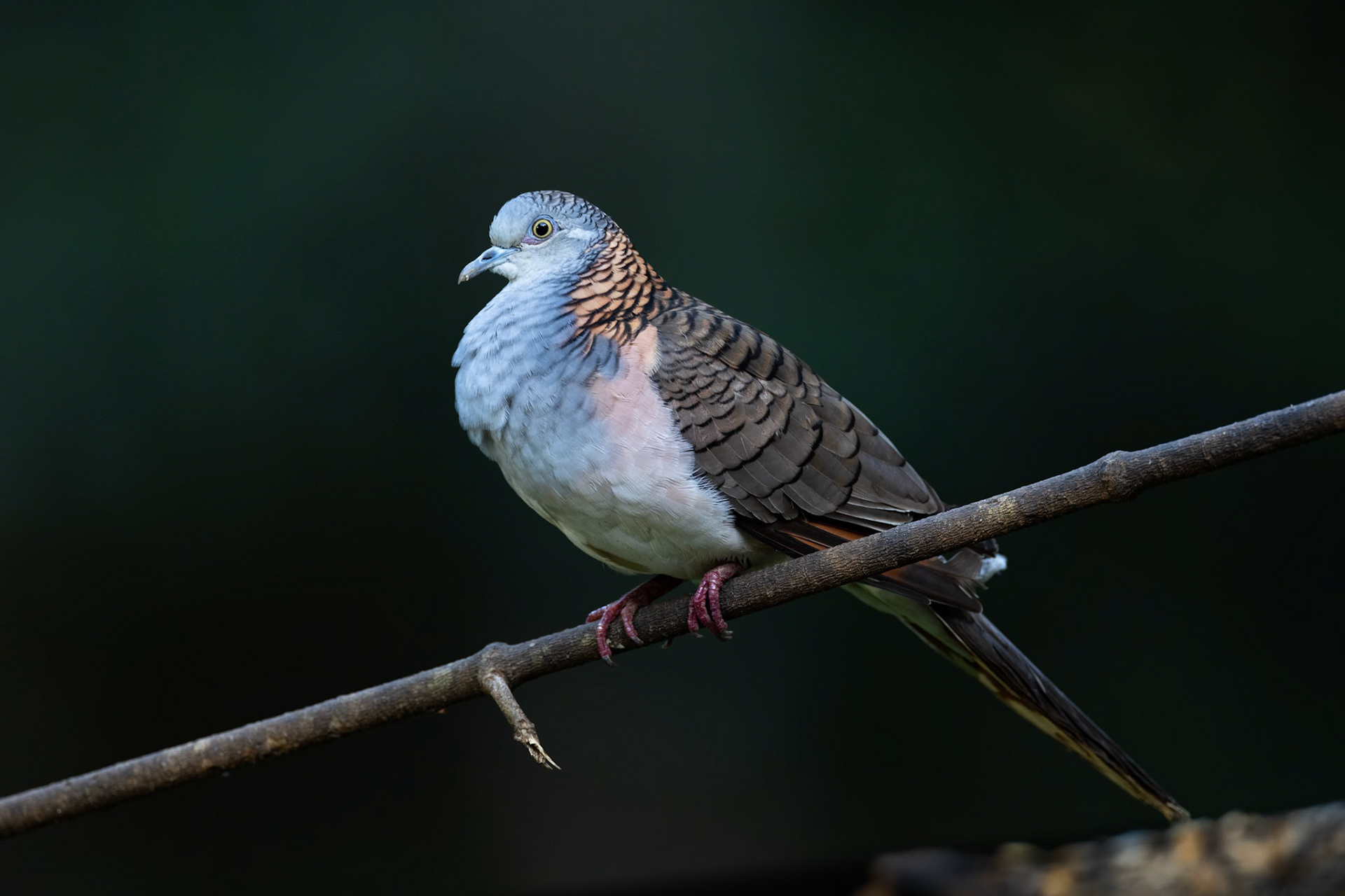 Bar-shouldered dove, Lake Eacham, Atherton Tablelands, Queensland