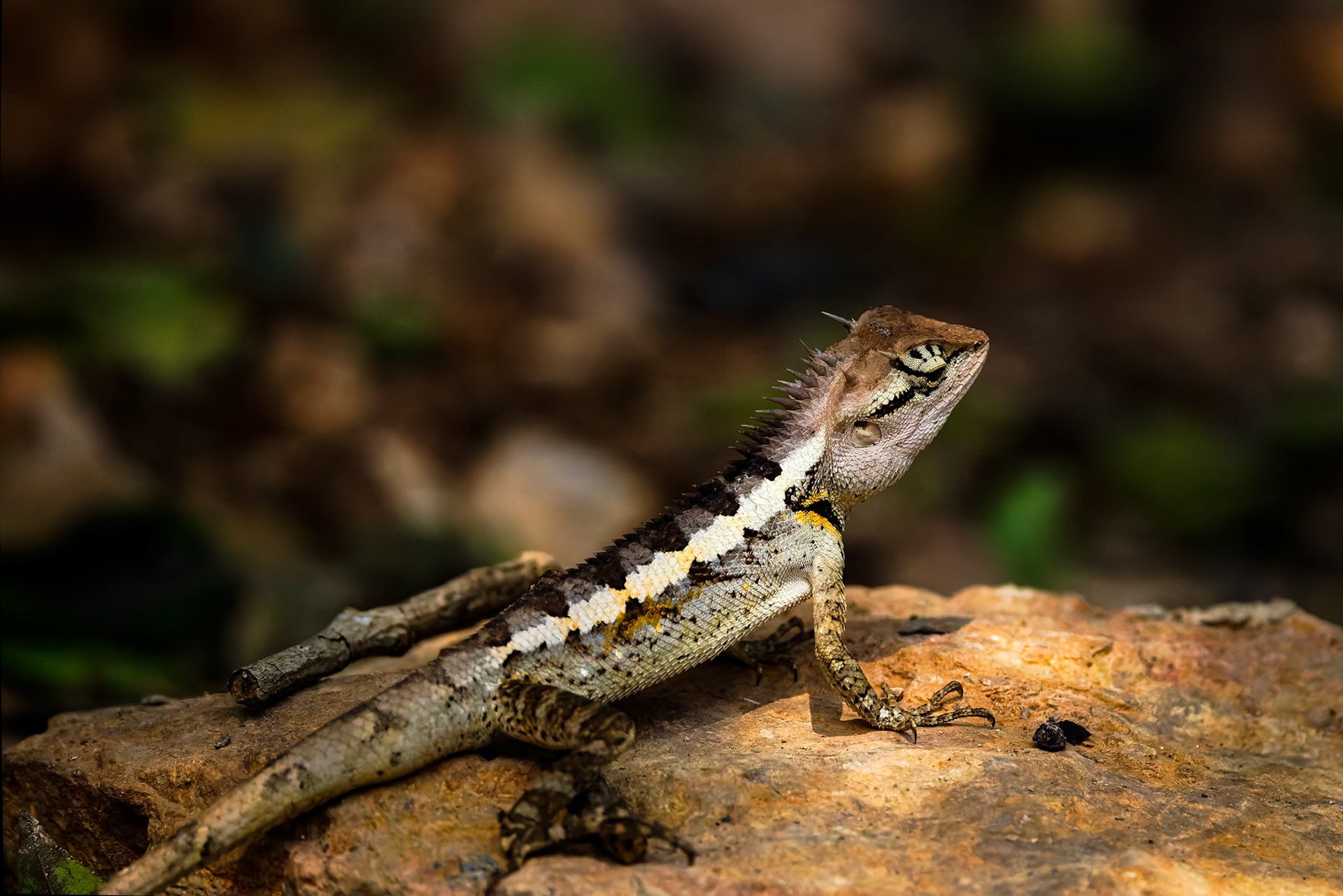 Forest crested lizard, Khaeng Krackan National Park, Thailand