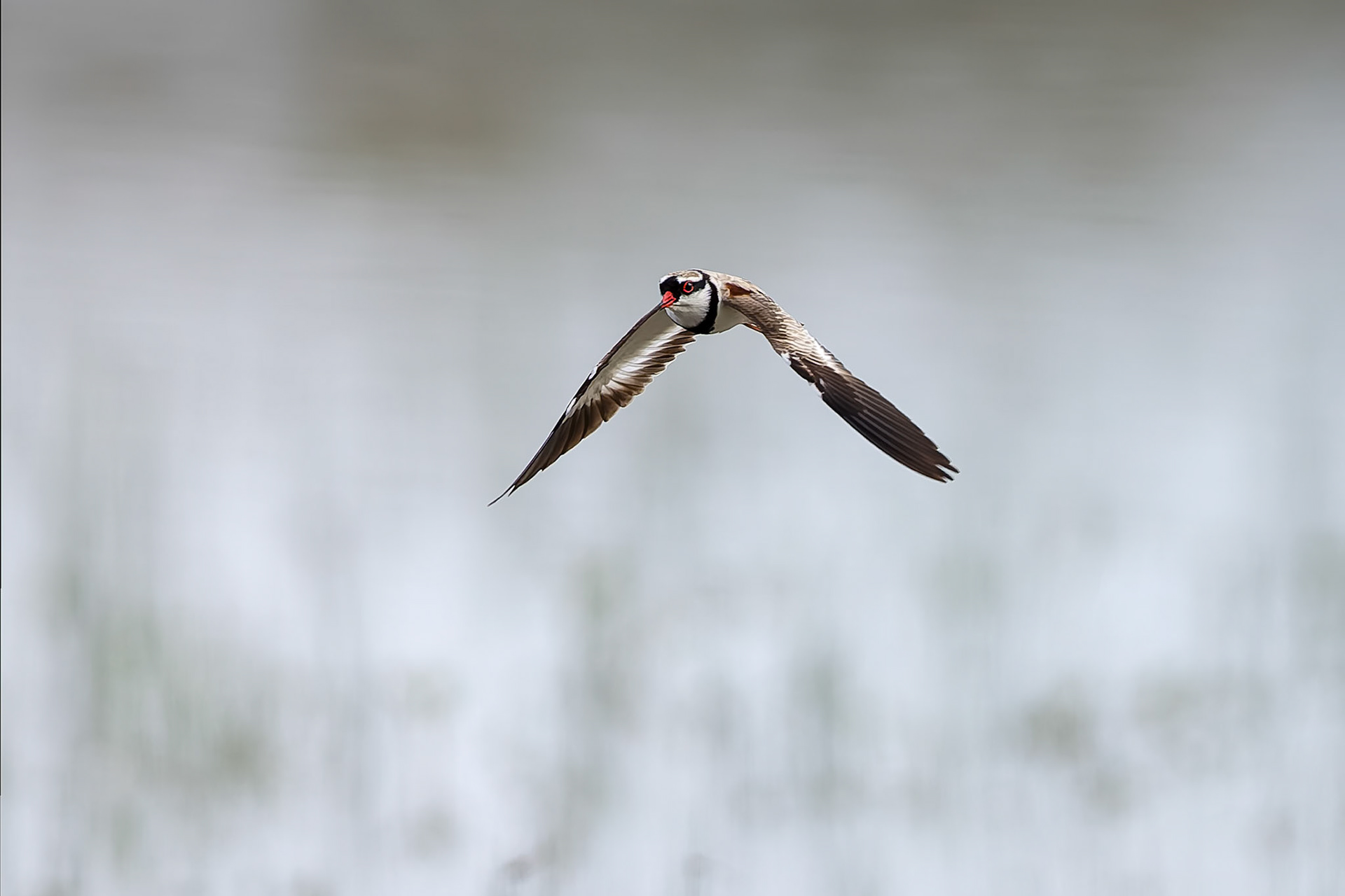Black-fronted dotterel, The Sheet of Water, Lake Cargelligo, NSW, Australia