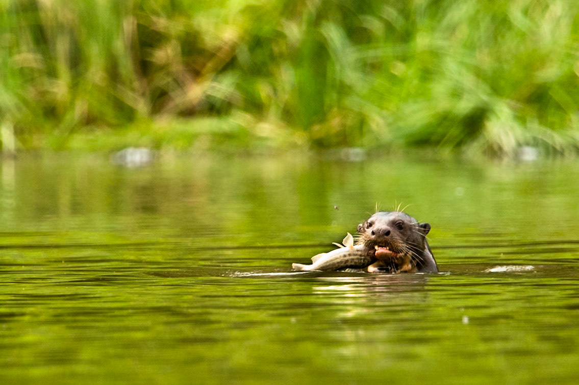 Giant river-otter, Tambo Blanquillo, Manu National Park,  Peru