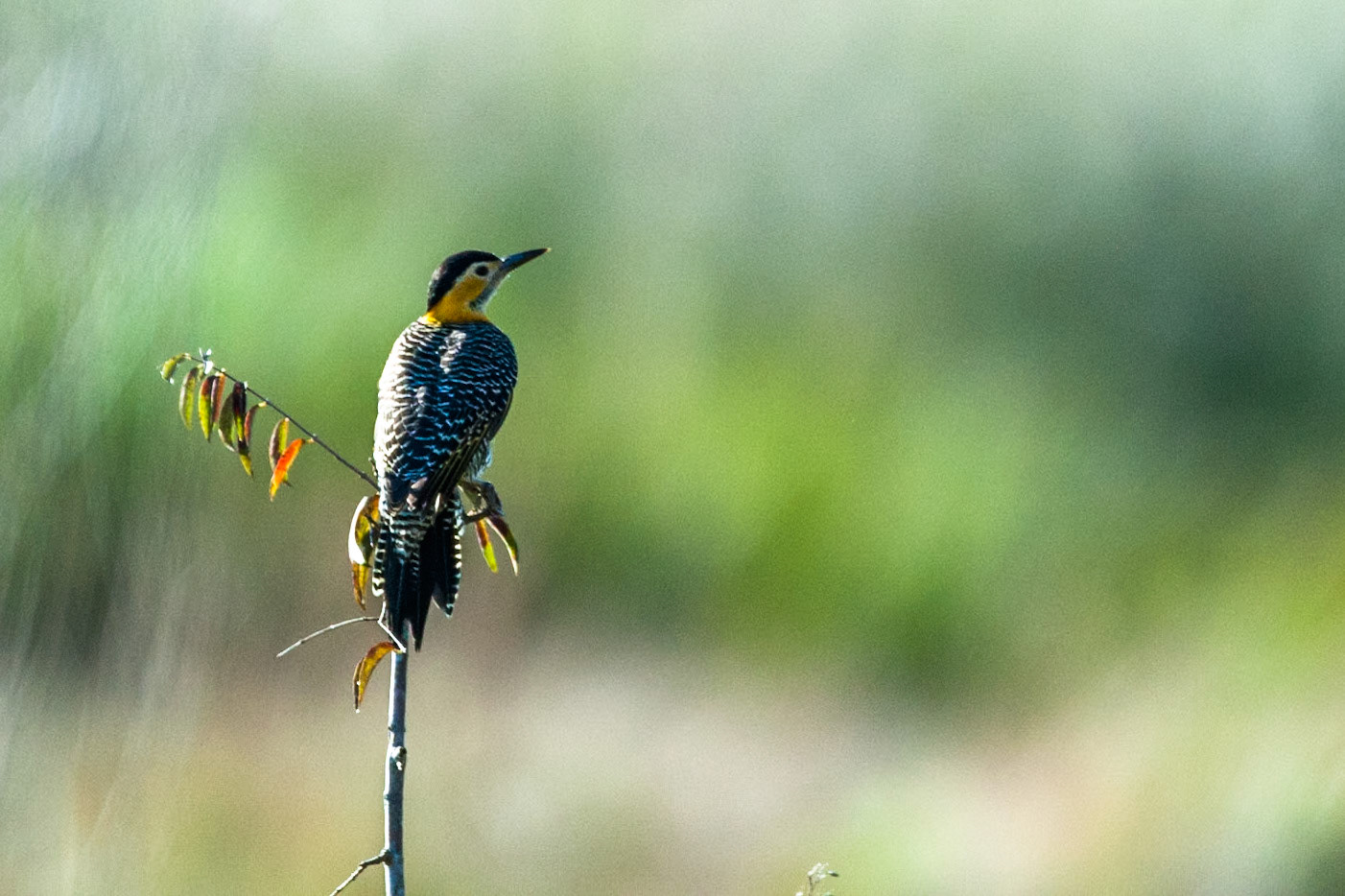 Field flicker, Puerto Valle Esteros, Ibera wetlands, Corrientes, Argentina