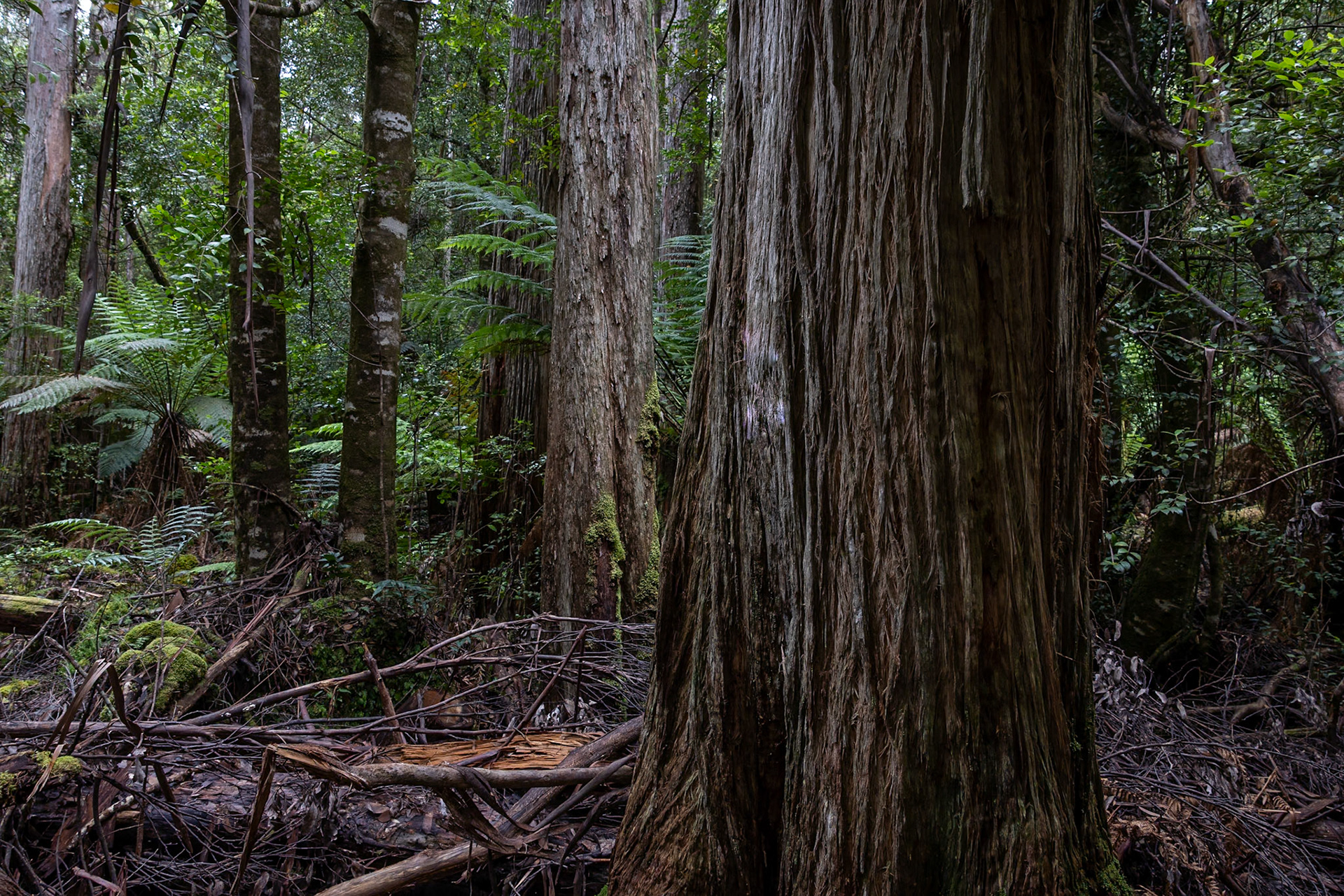 Three Capes Track, Cape Pillar Lodge to Cape Hauy and Fortescue Bay, Tasmania