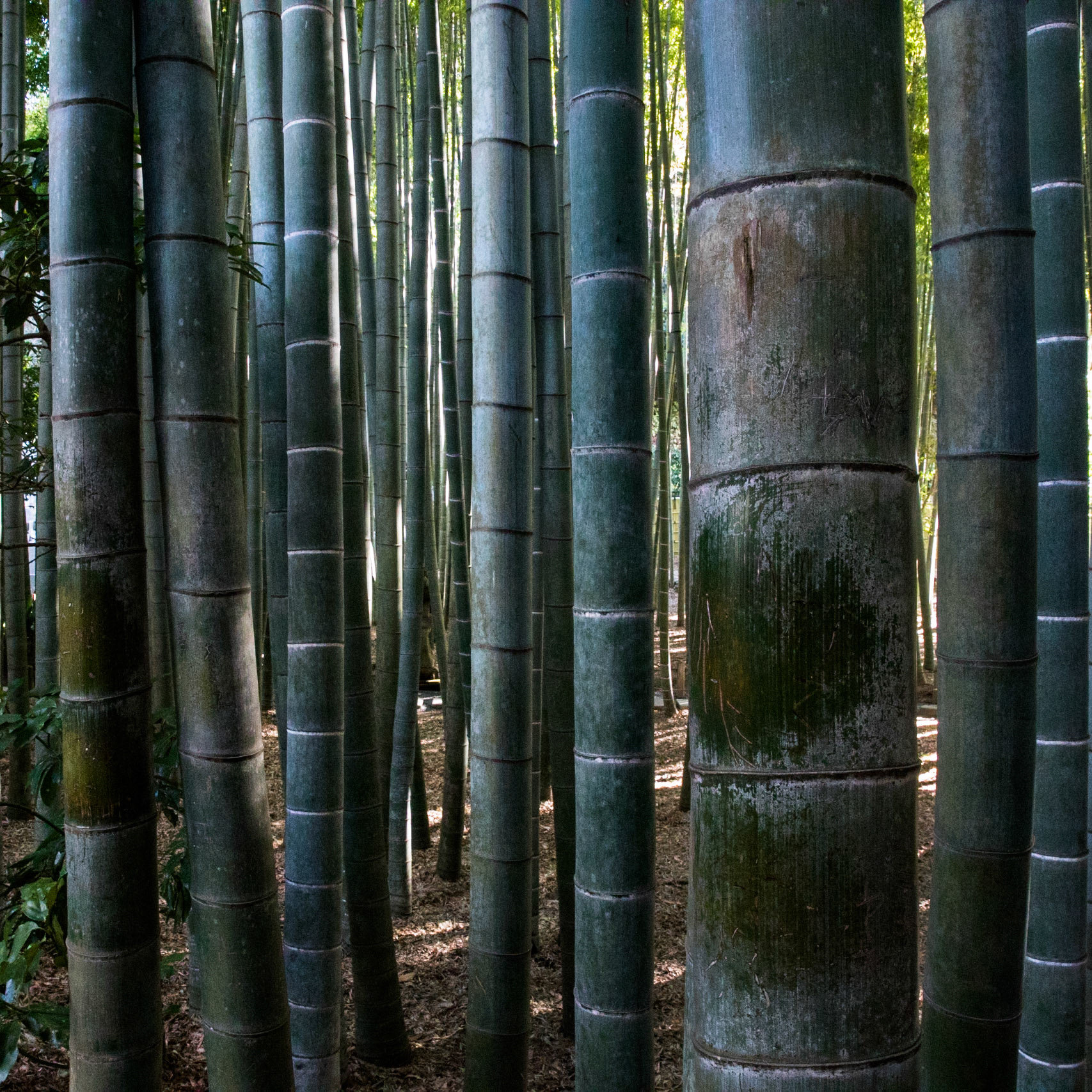 Hōkoku-ji, near Tokyo, Japan