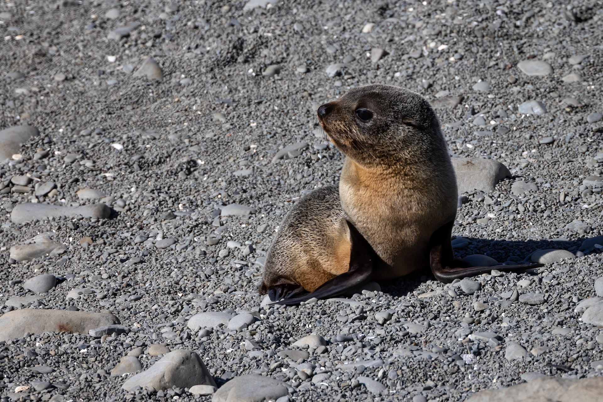 New Zealand fur seal, Kaikōura, New Zealand