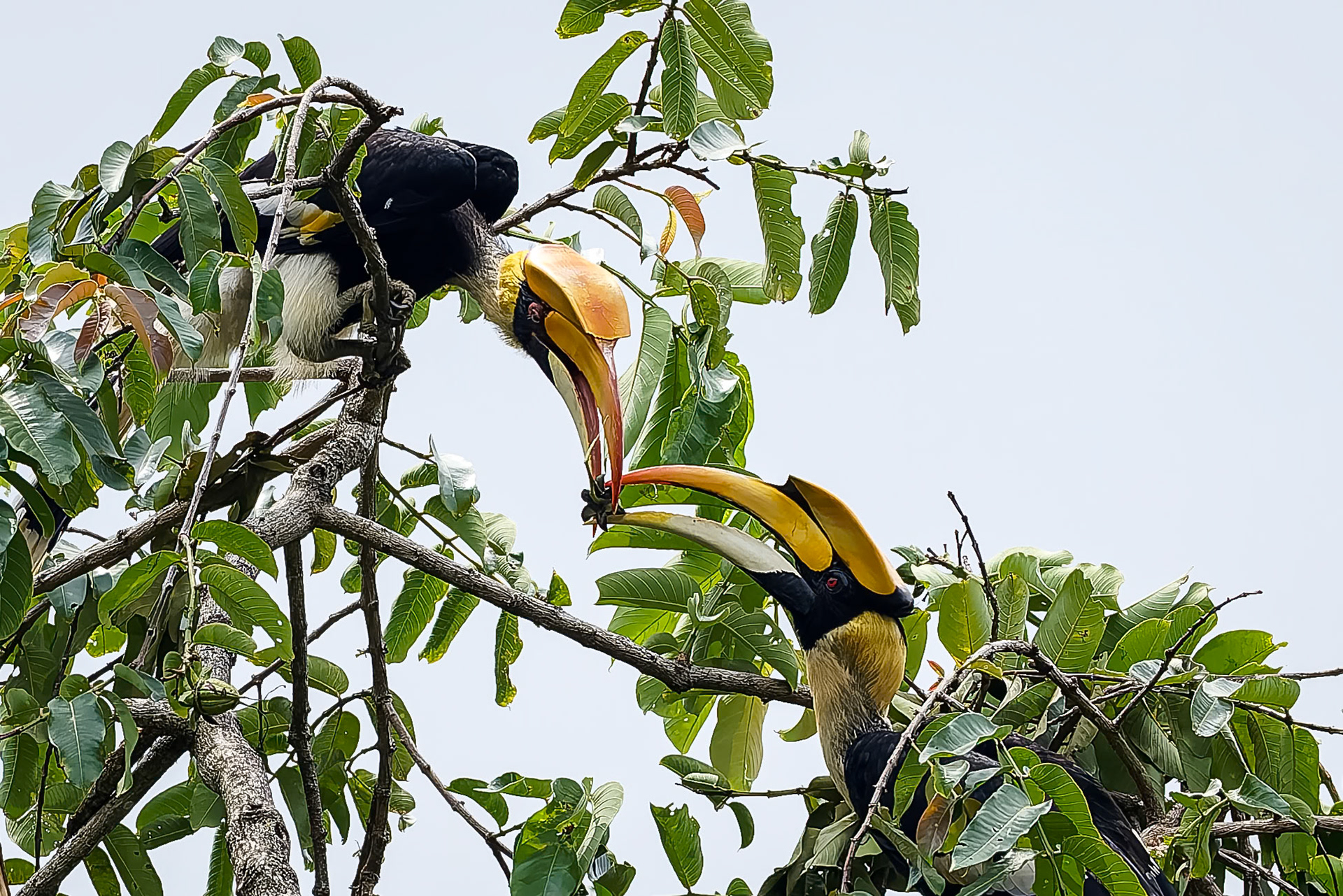 Great hornbill, Khaeng Krackan National Park, Thailand