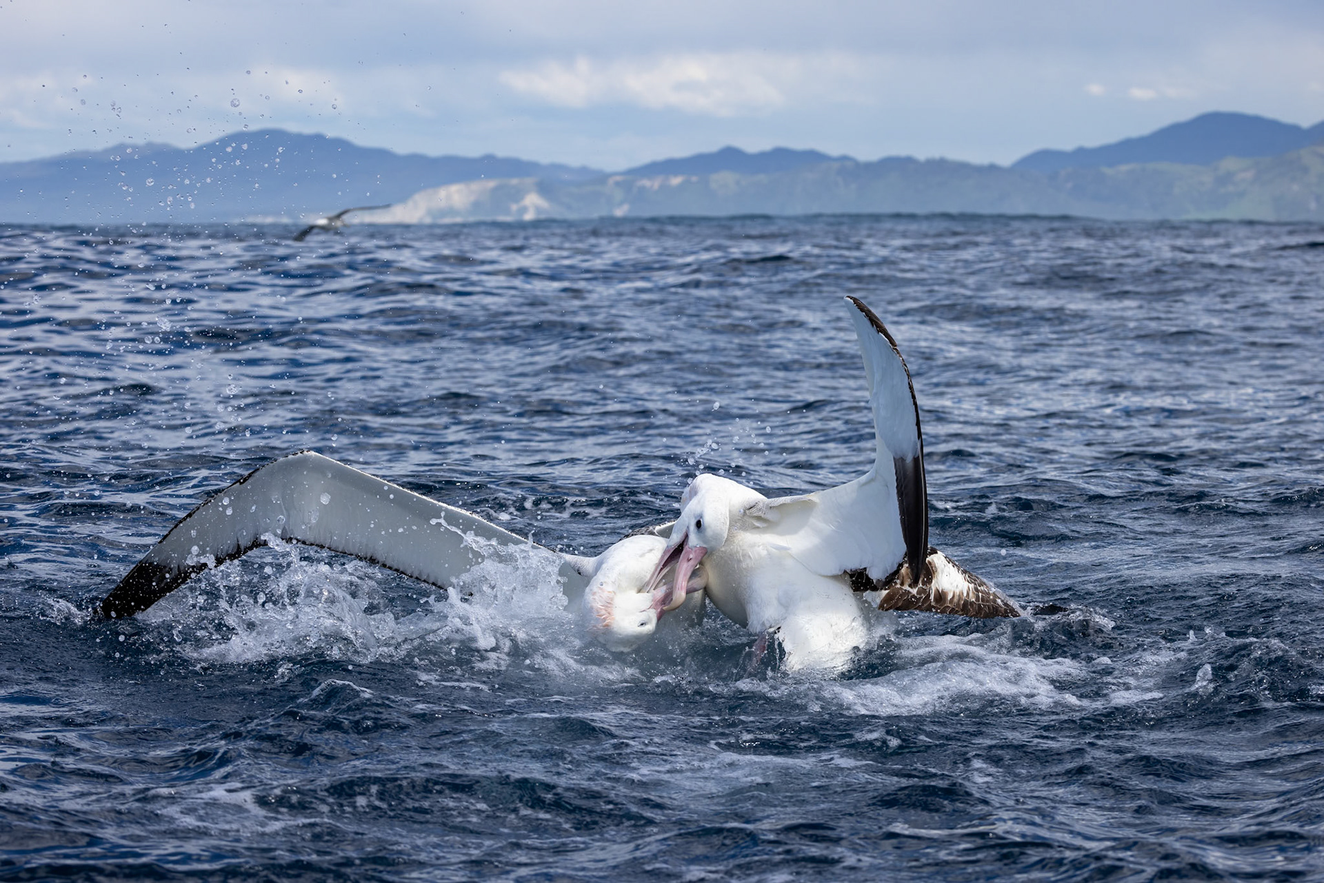 Gibson's albatross, Kaikōura, New Zealand