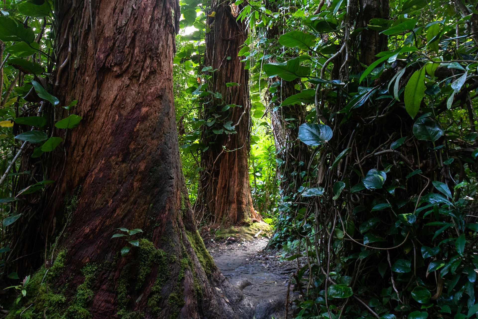 Ho’okipa,  Hawaii, United States of America