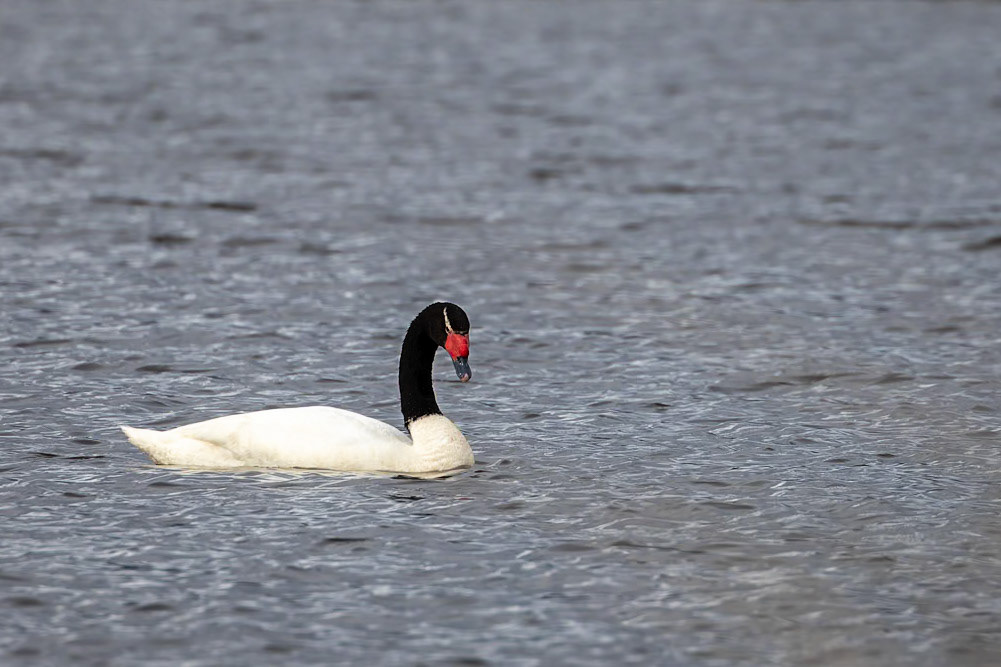Black-necked swan, Torres del Paine, Patagonia, Chilé