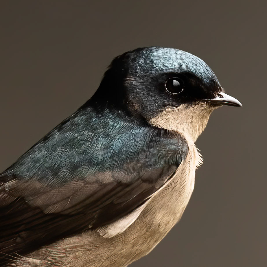 Brown-bellied swallow, Terminales del Ruiz, Colombia, 2020