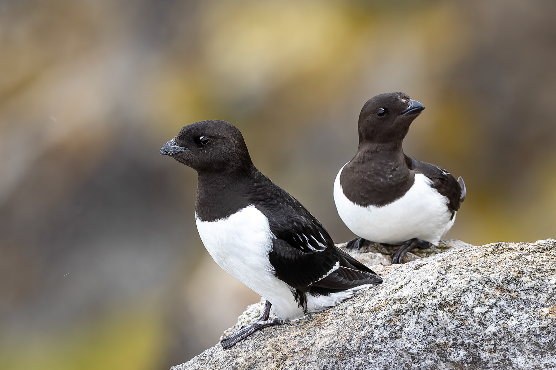 Little auk, Ytre Norkoya, Svalbard, Norway