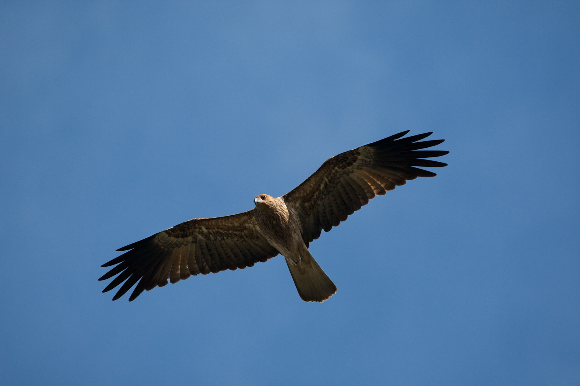 Whistling kite. Mount Borradale, Arnhemland, Northern Territory