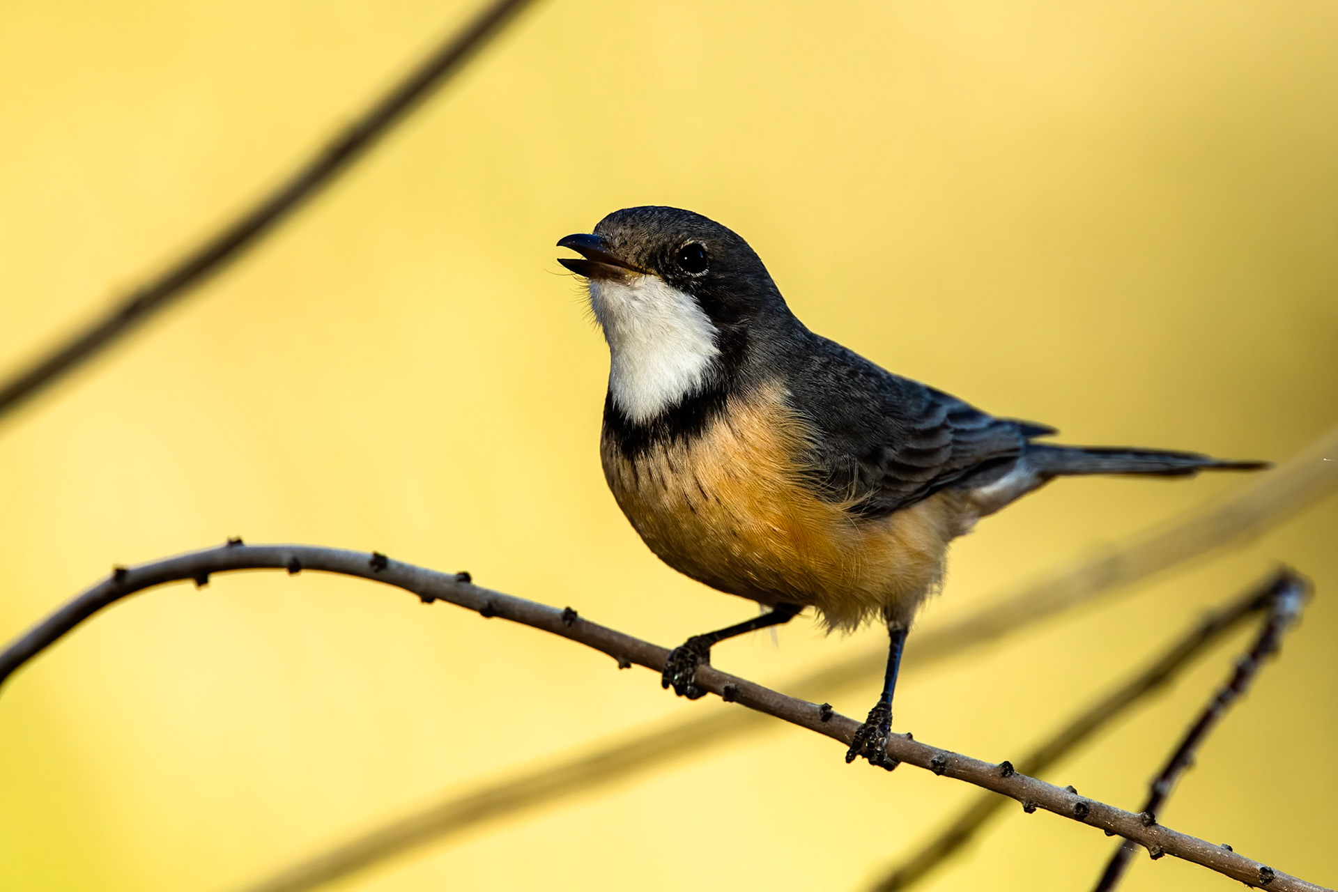 Rufous whistler, Mount Isa, Queensland, Australia