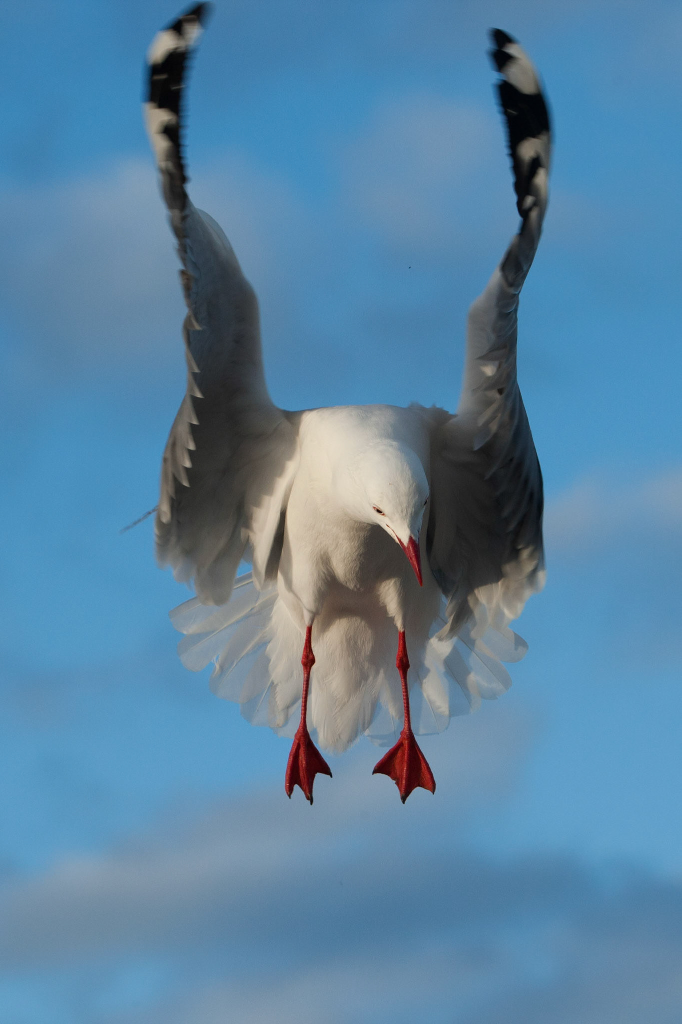 Silver gulls gathered for feeding, Kingscote, Kangaroo Island