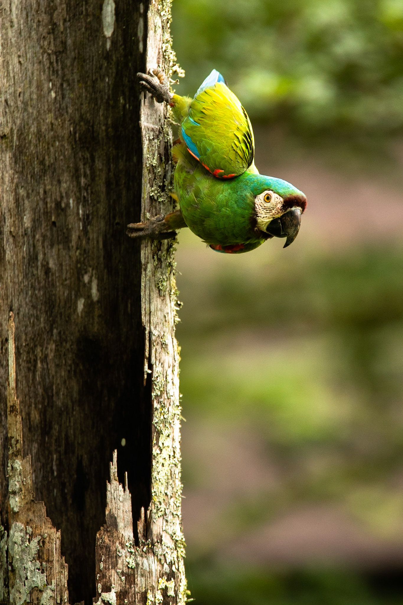 Chestnut-fronted macaw, Amazonia Lodge, Manu National Park,  Peru