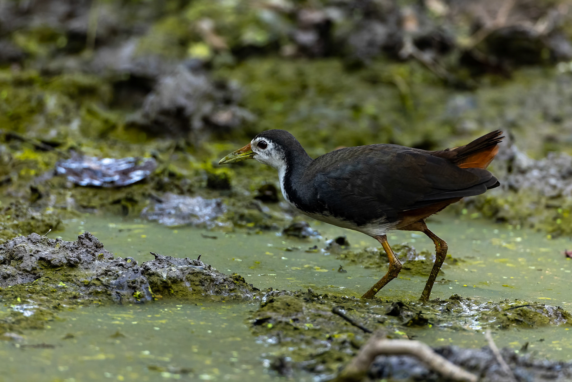 White-breasted waterhen, Keoladeo National Park, Bharatpur, India