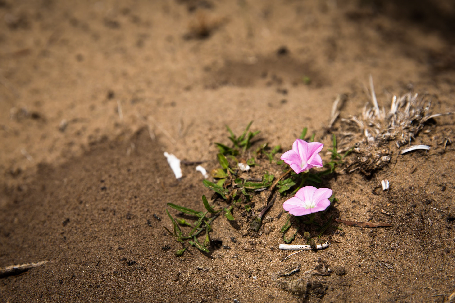 Tuesday am - Darby Saddle via Sparkes Lookout and Lookout Rocks to Tongue Point; and then on to Darby River for lunch.Tuesday pm - Lilly Pilly Gully carpark up to Tidal Overlook and on to Pillar Point then via Squeaky Beach and Picnic Beach to Picnic Beach carpark.