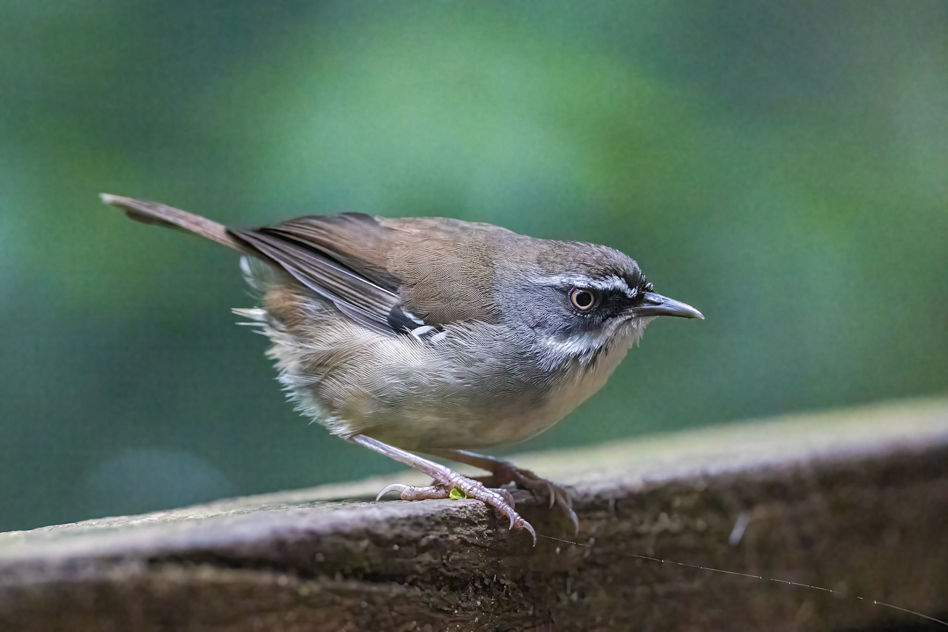White-browed scrubwren, O'Reilly's Rainforest Retreat, Lamington National Park, Queensland, Australia