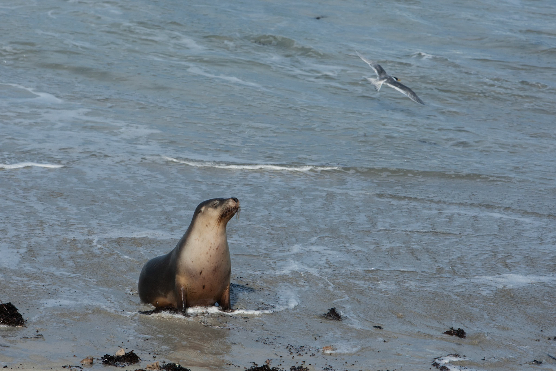 Australian sealions, Seal Bay, Kangaroo Island