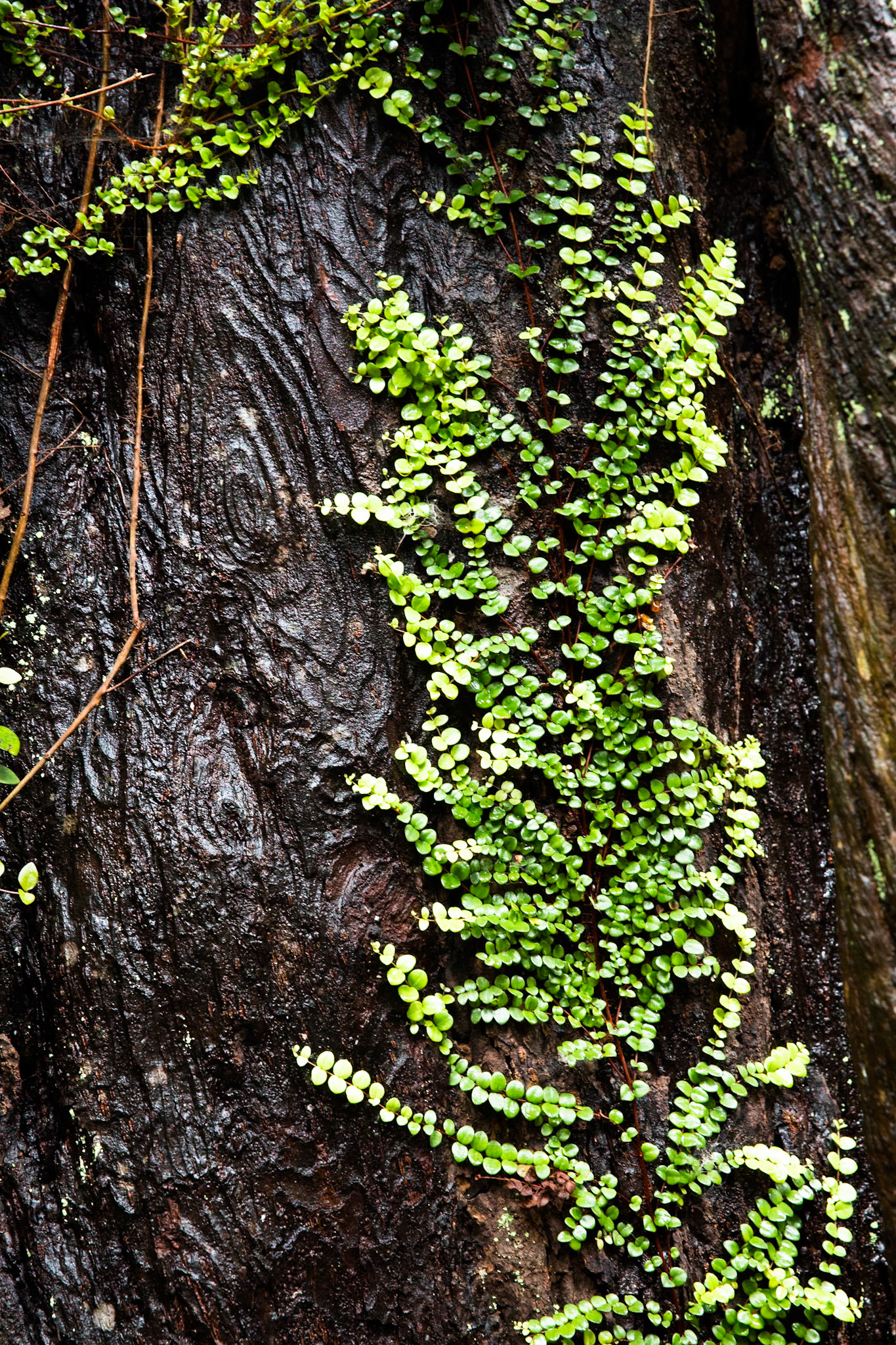 Hollyford Track, Pyke Lodge to Martin's Bay, New Zealand