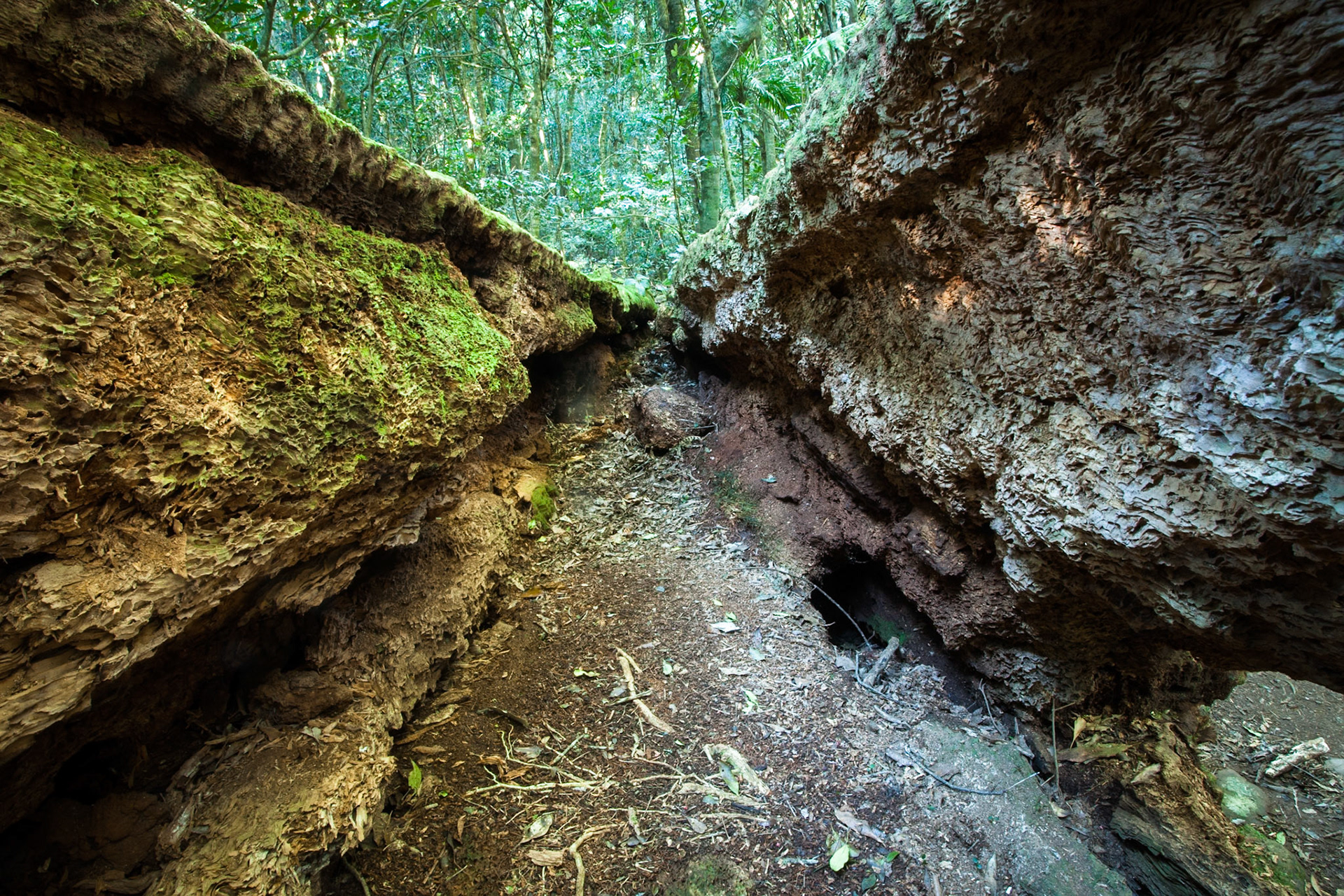Lamington National Park, Queensland