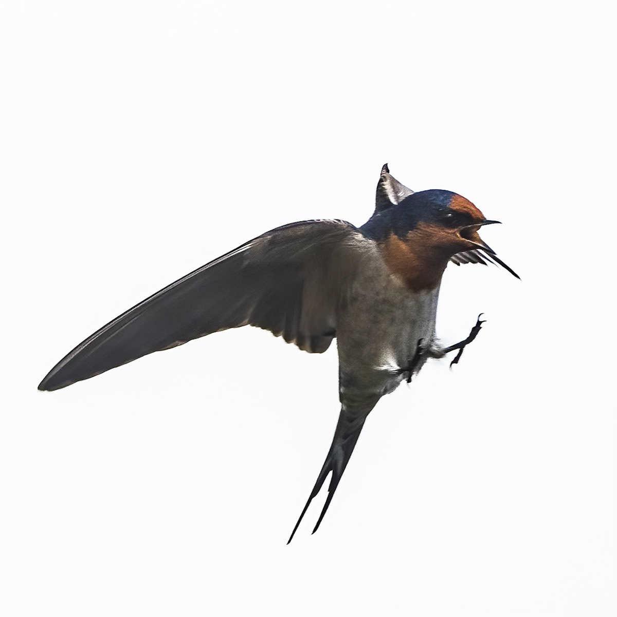 Welcome swallow, Turon Gates, New South Wales