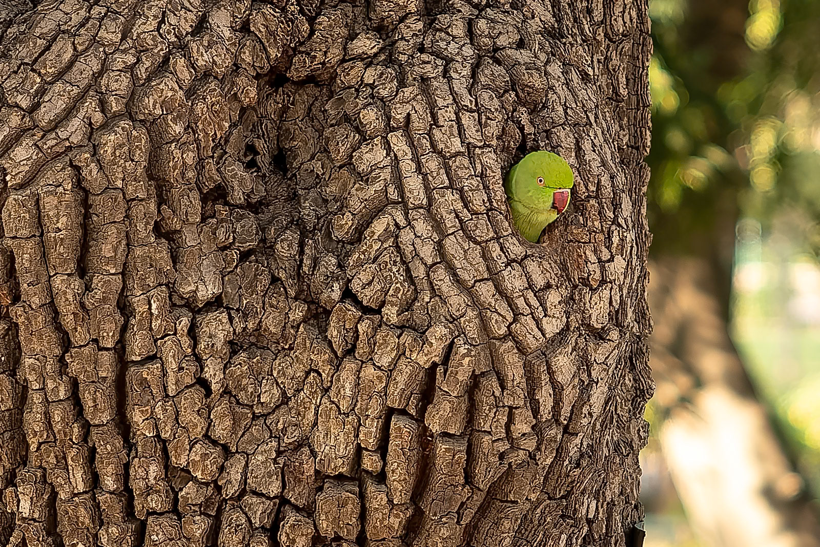 Ring-necked parakeet, Agra Agra Fort, India