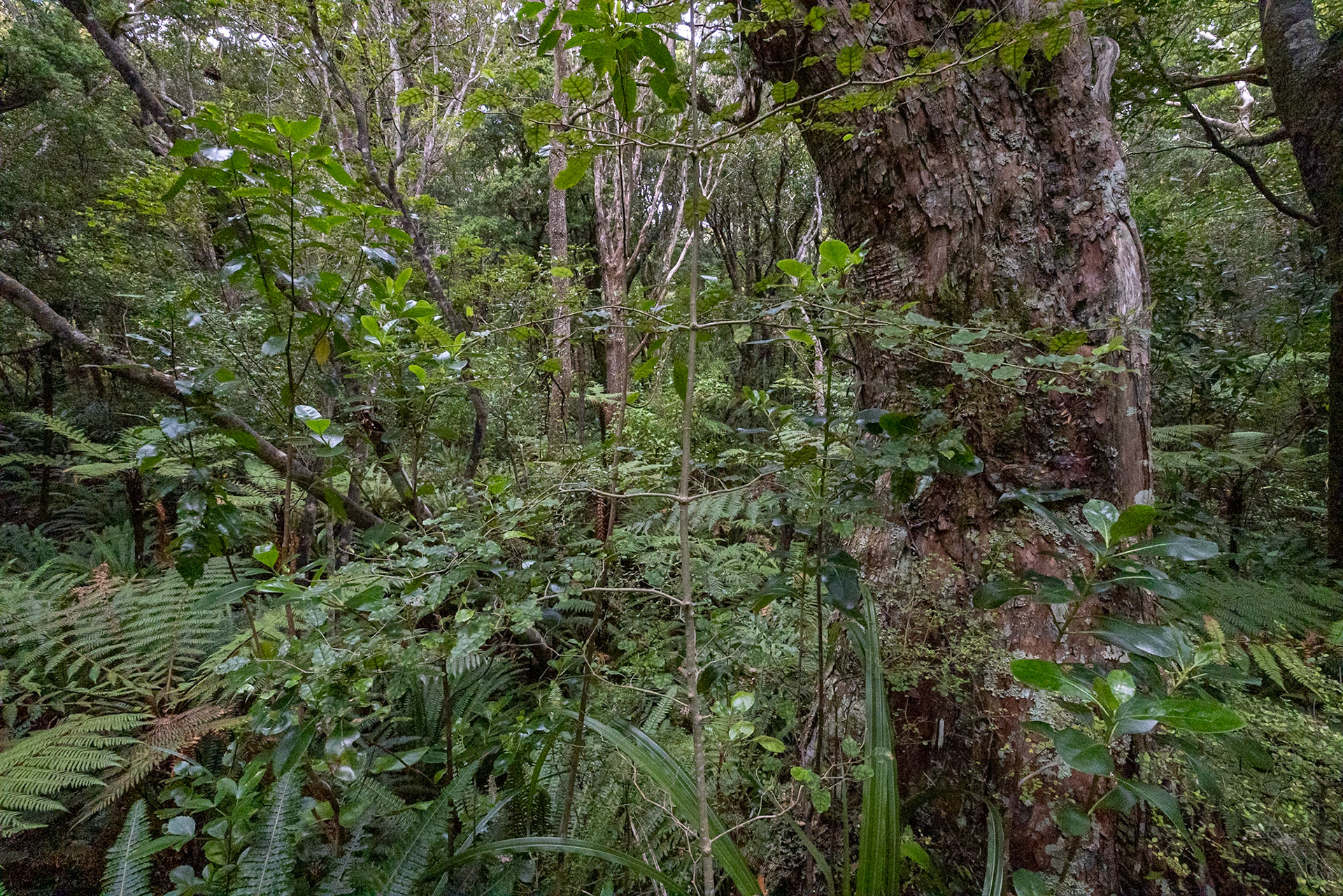 Ulva Island, New Zealand