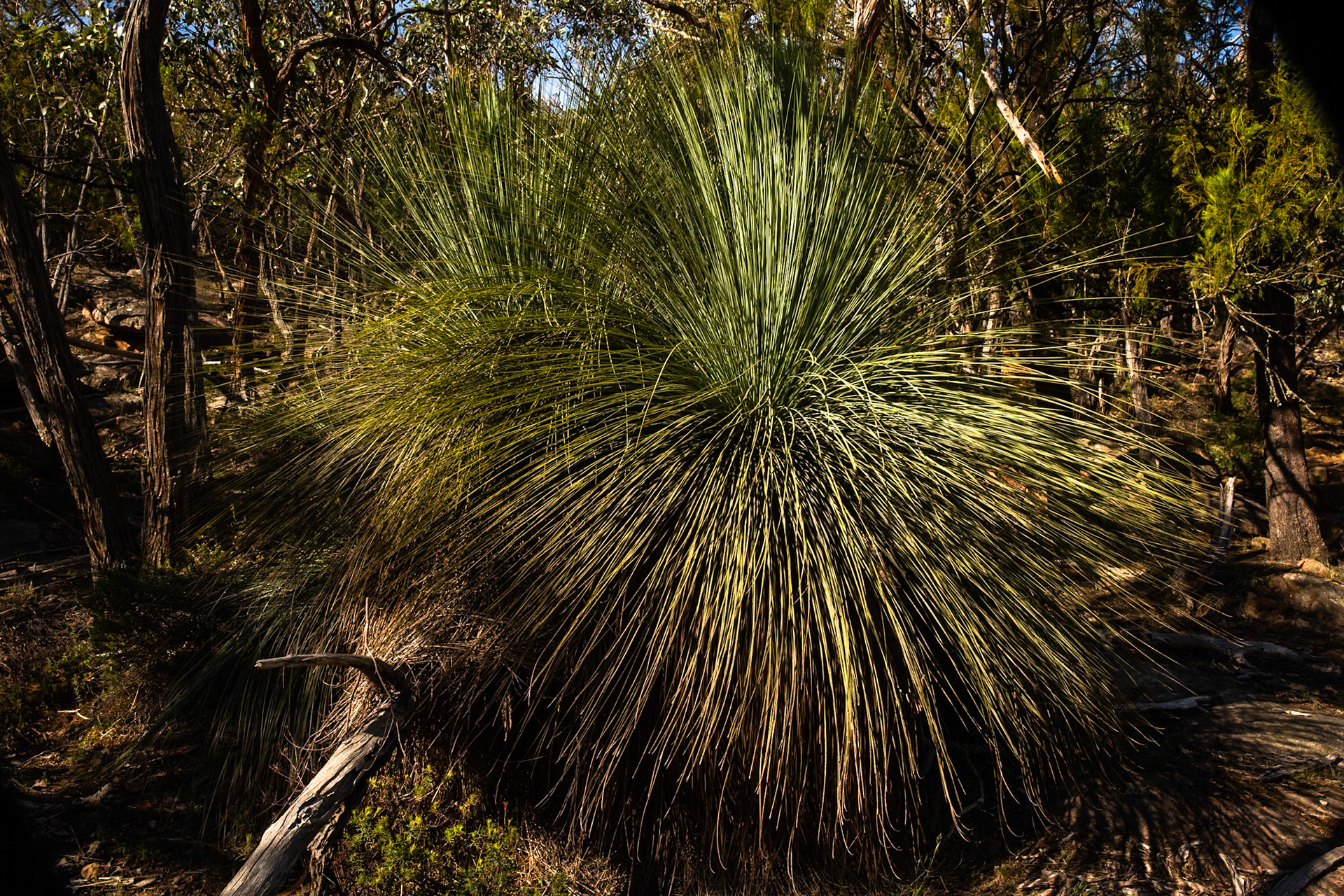 Mount Sturgeon, Dunkeld, the Grampians, Victoria