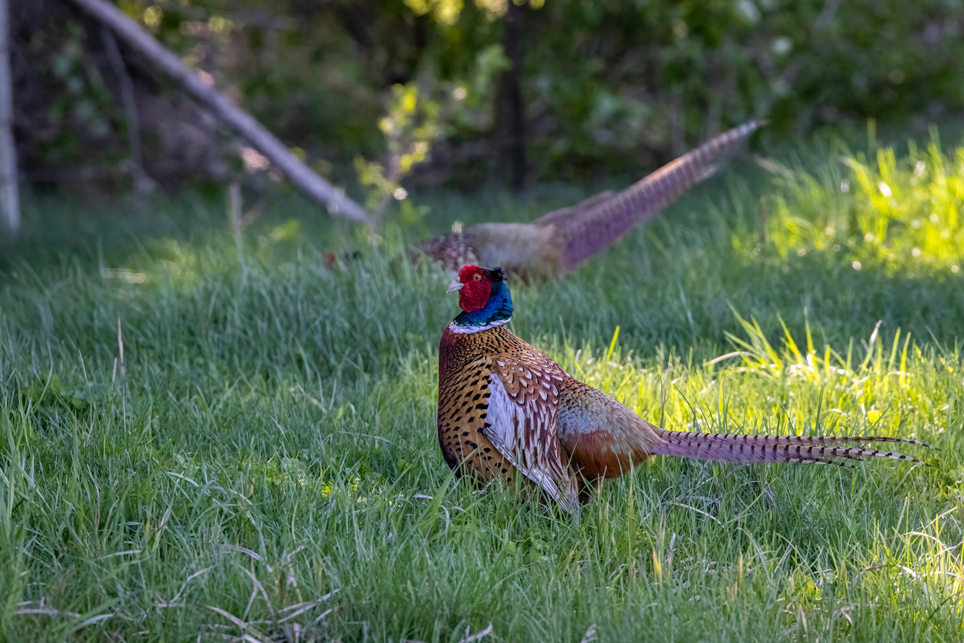 Common pheasant, Twizel, New Zealand