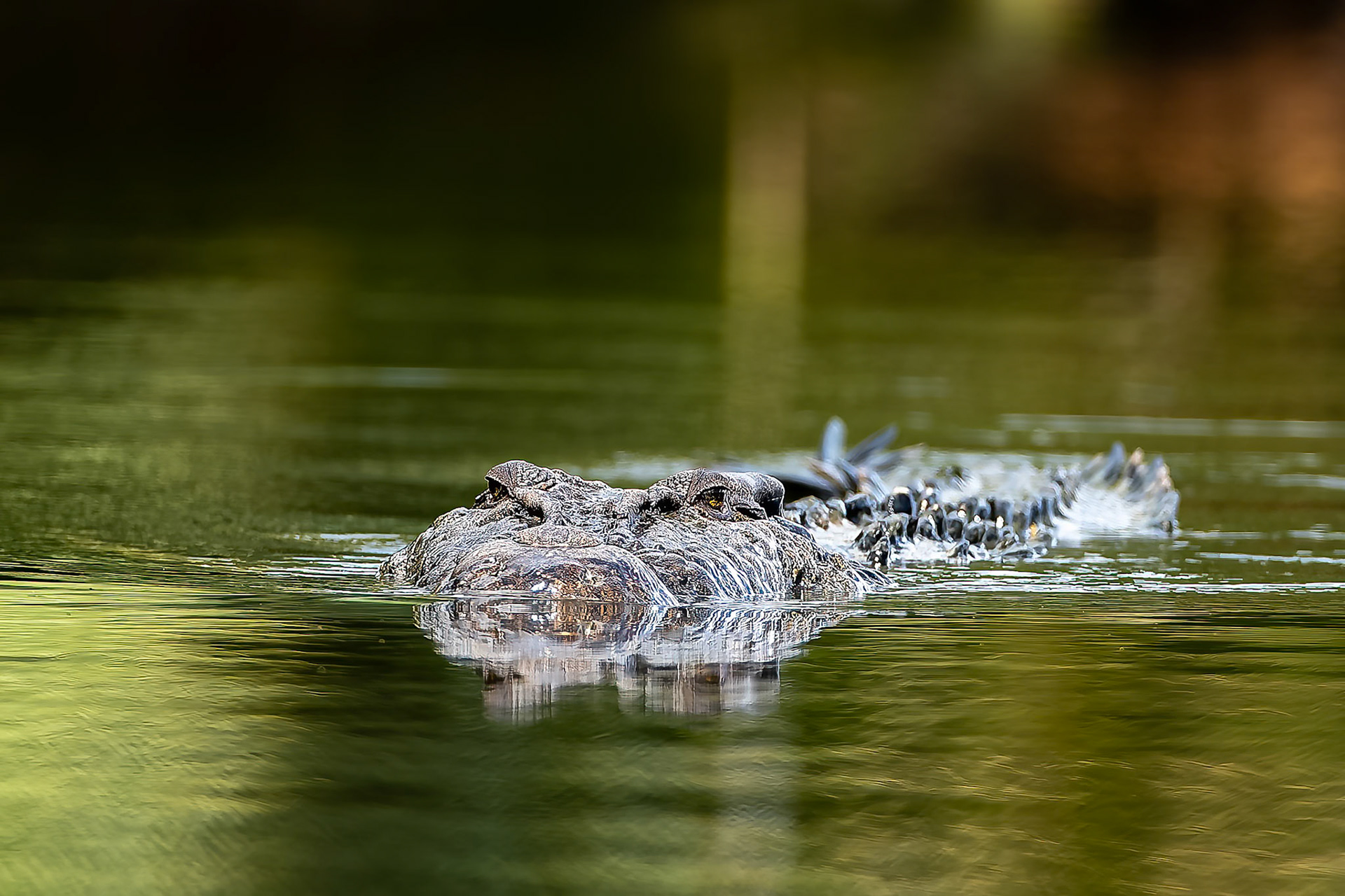 Saltwater crocodile, Utan, Borneo