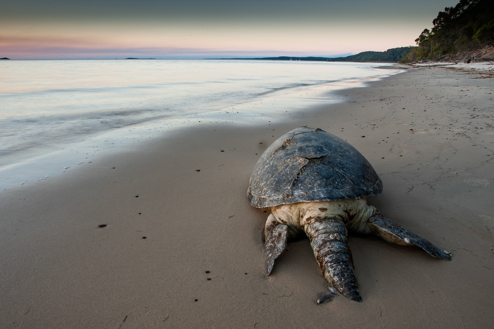 Dead turtle, Fraser Island, Queensland