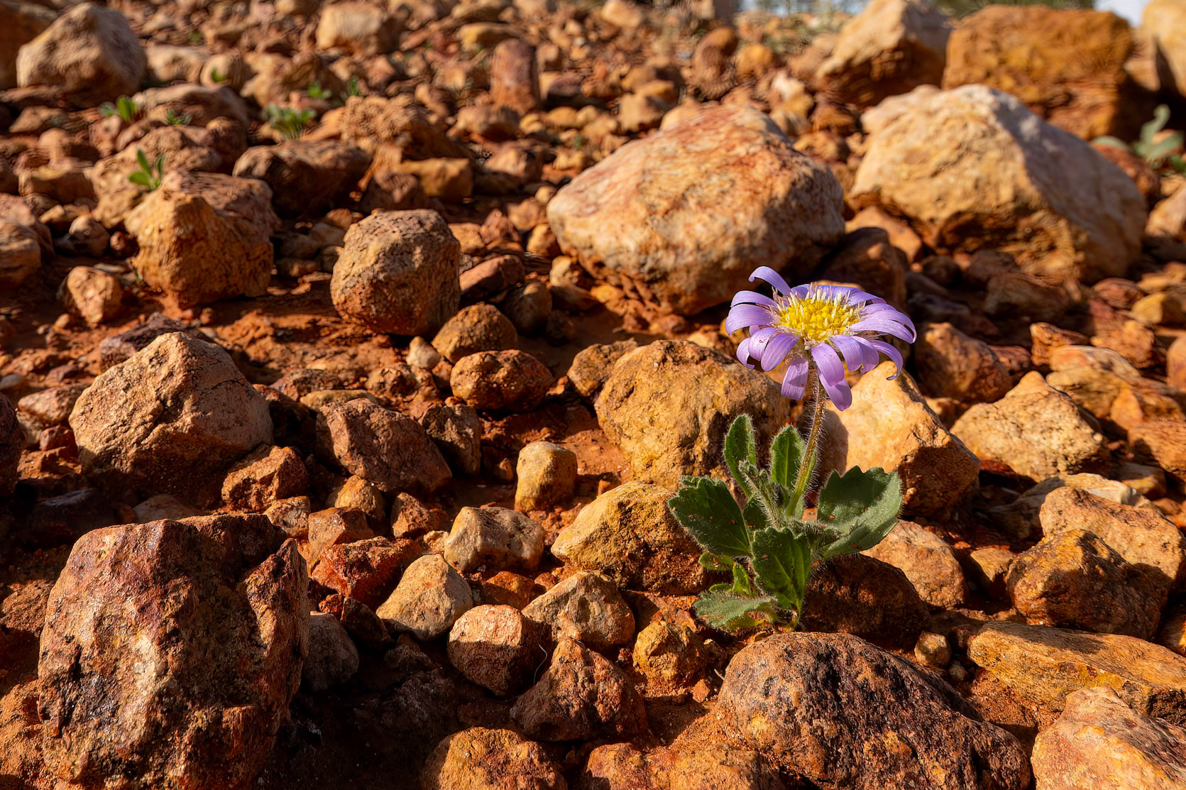 Landscape, Eromanga to Thargomindah, Queensland, Australia
