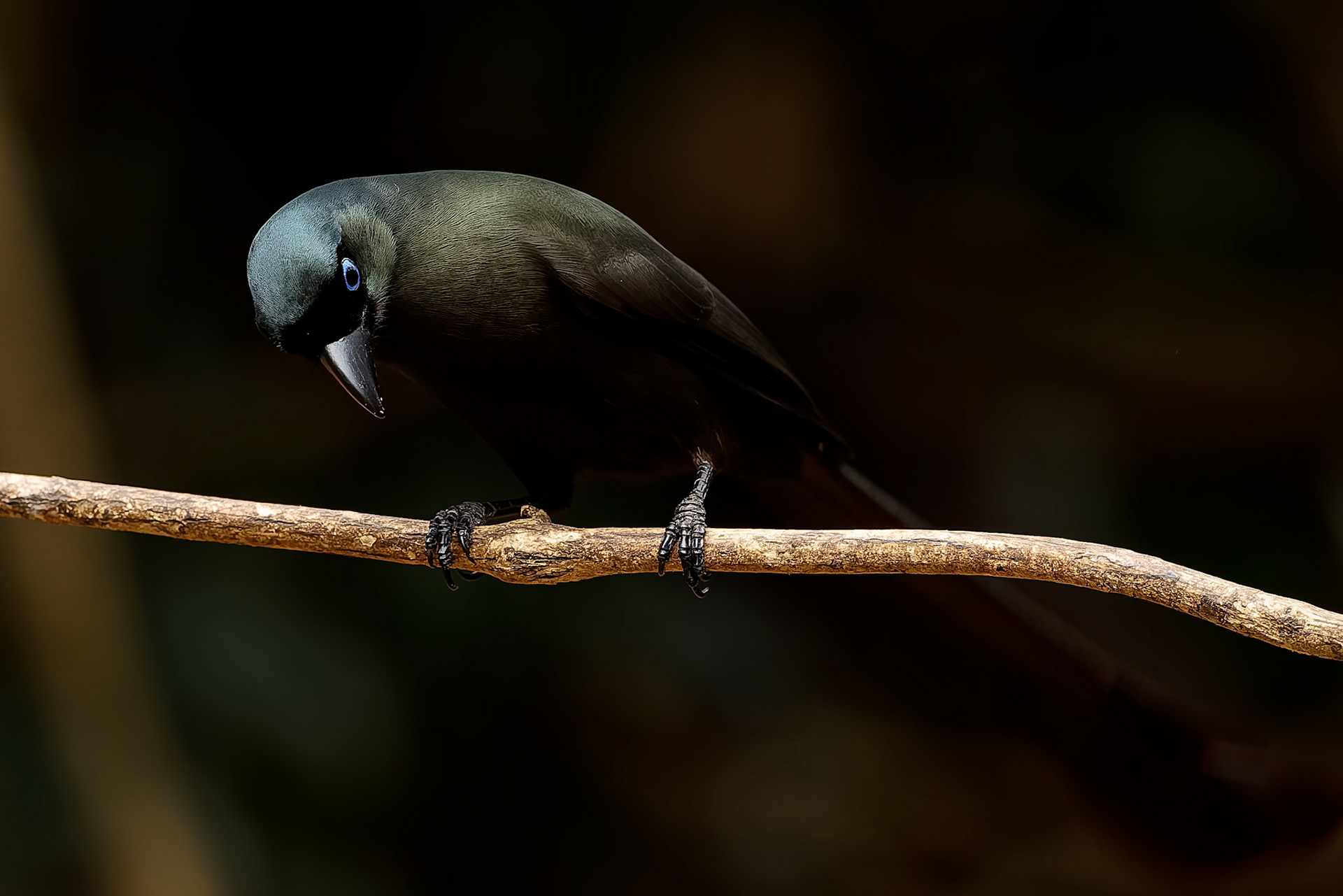 Racket-tailed treepie, Khaeng Krackan National Park, Thailand