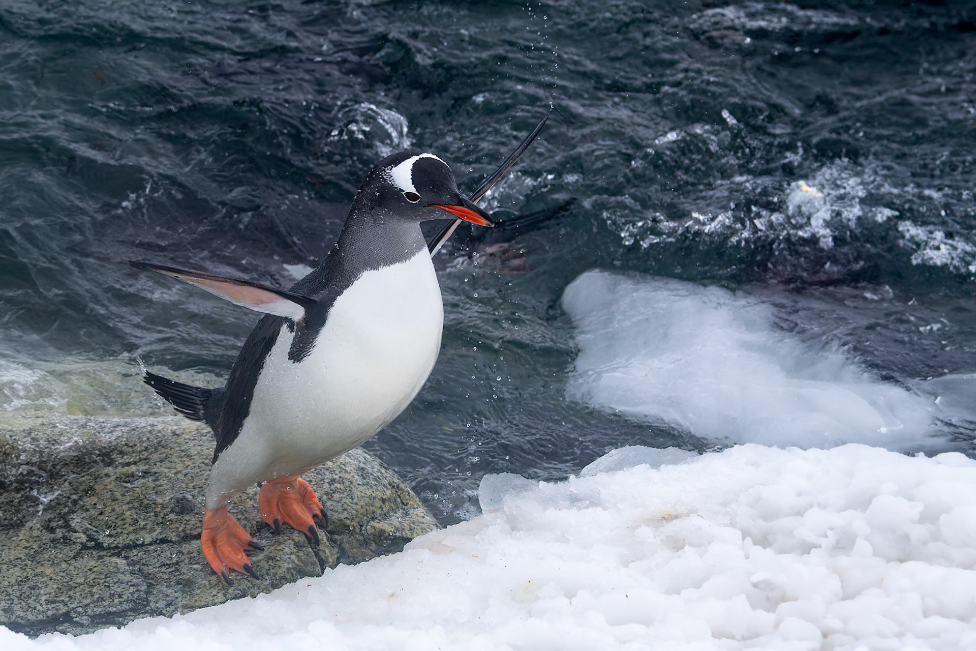 Gentoo penguin, Danko Island, Antarctica