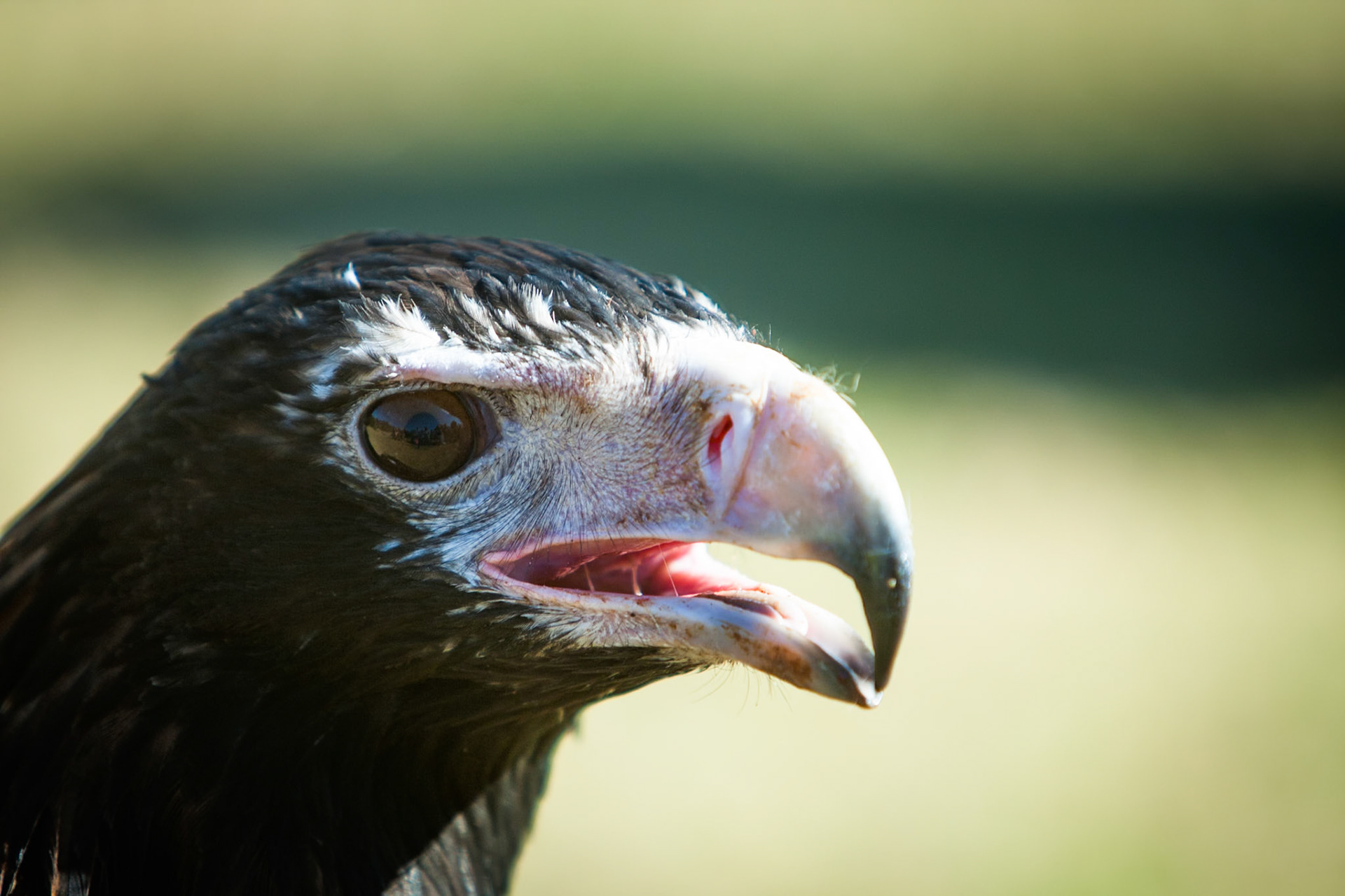 Lamington National Park, Queensland