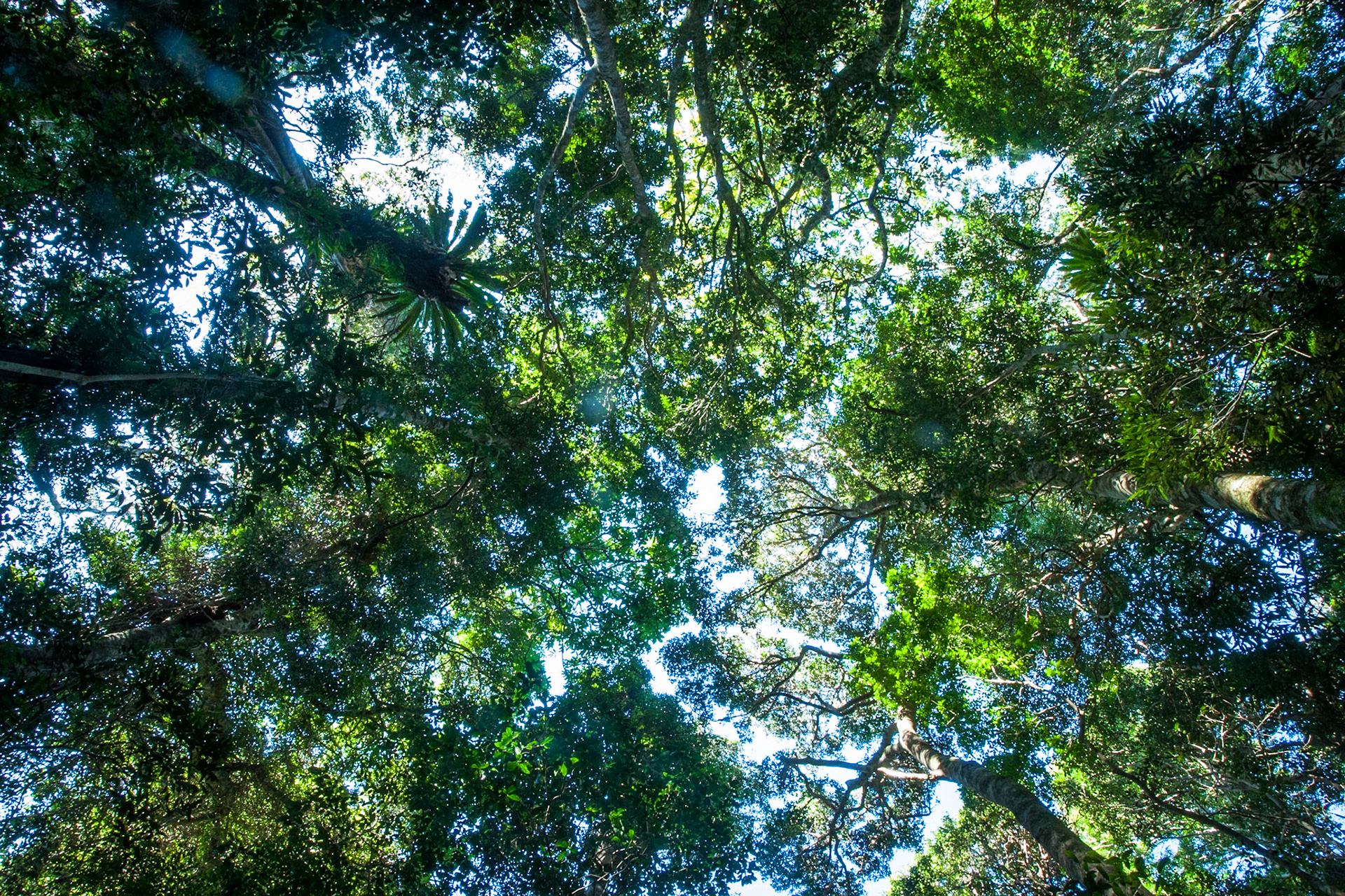 Lamington National Park, Queensland