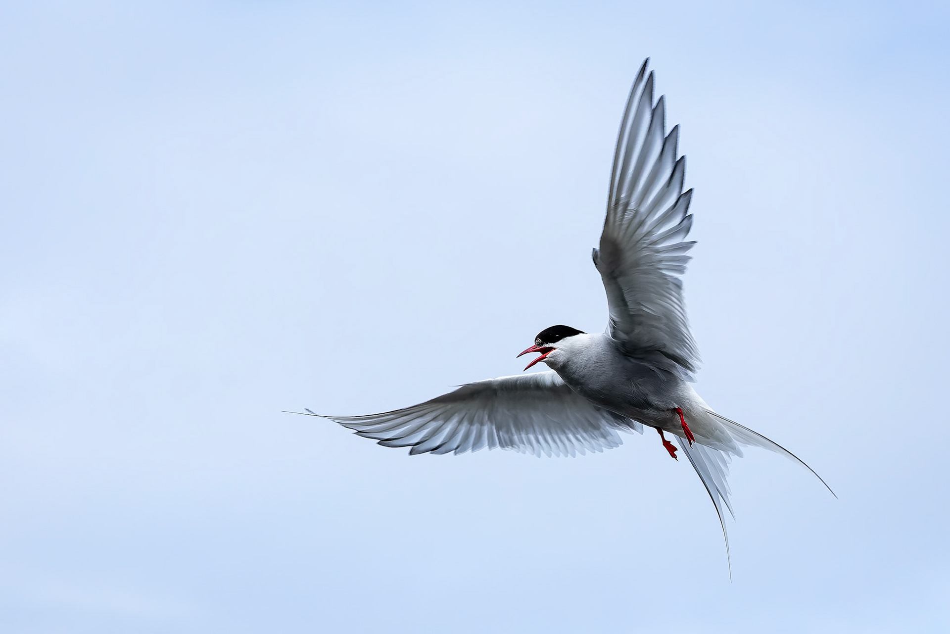 Arctic tern, Hamiptonbukka, Svalbard, Norway