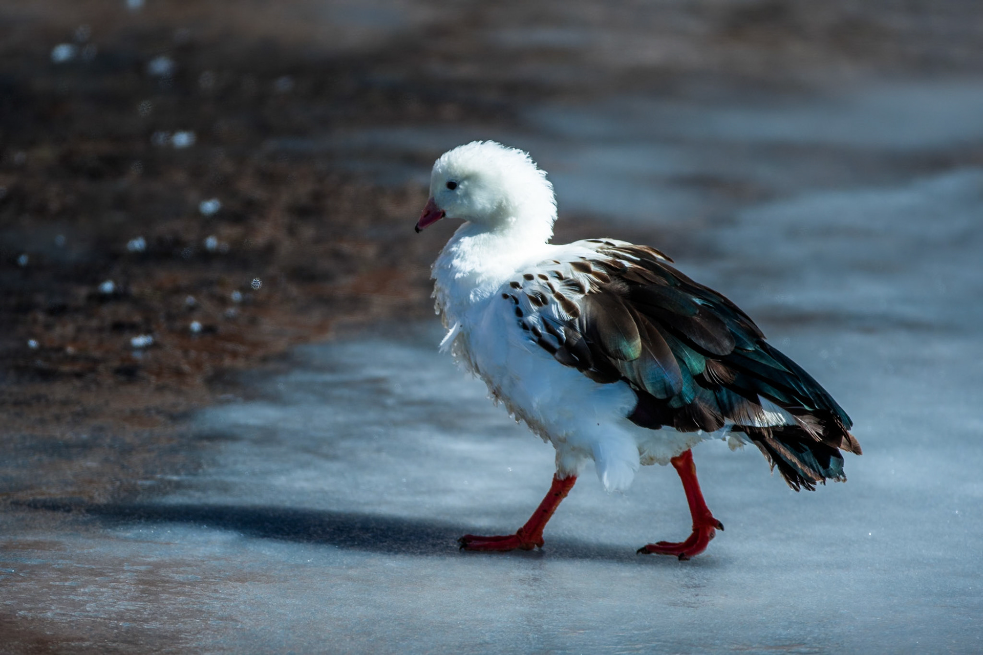 Andean goose, Altiplano wetlands, Atacama, Chile