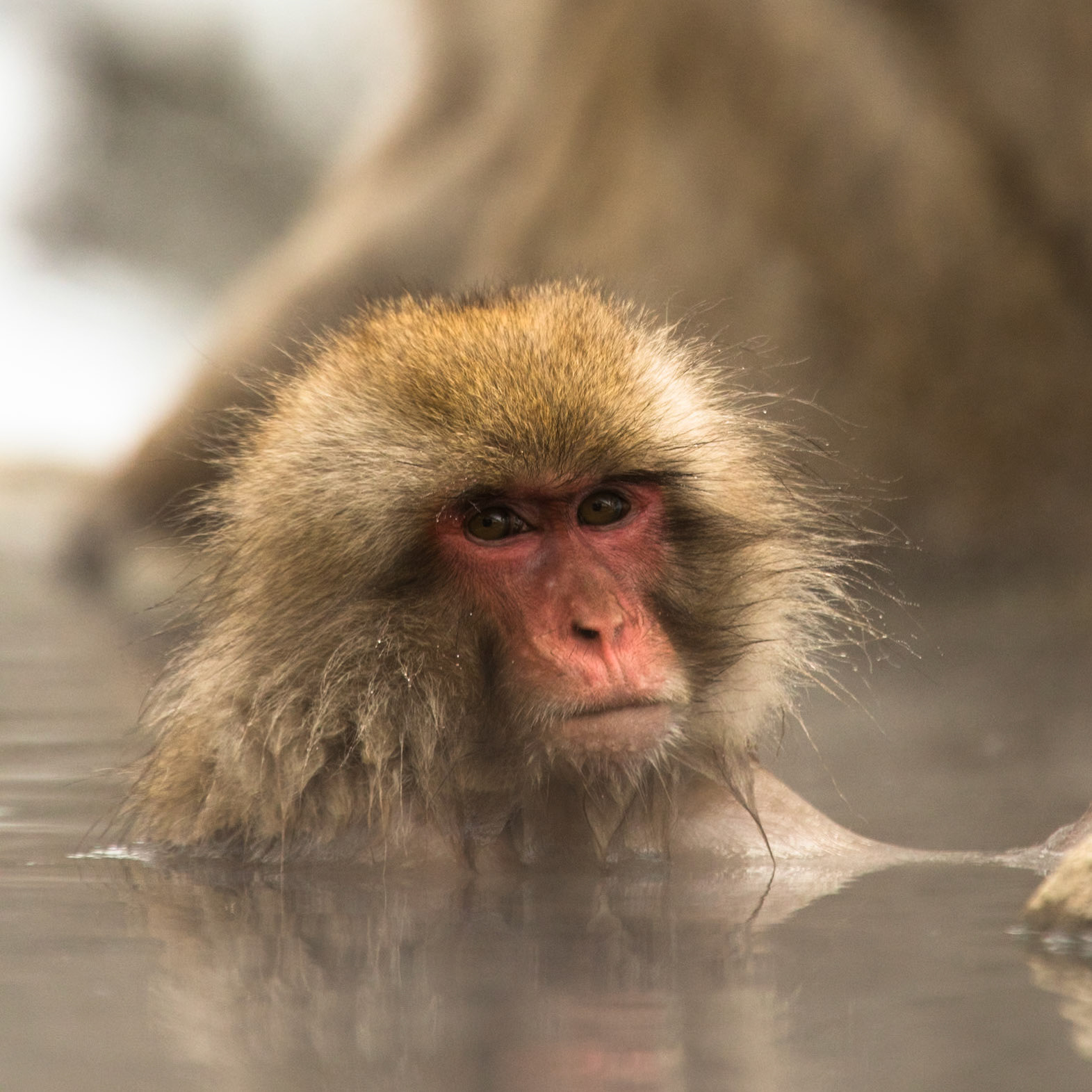 Jigokudani Yaen-Koen, Snow Monkeys, Yudanaka, Japan