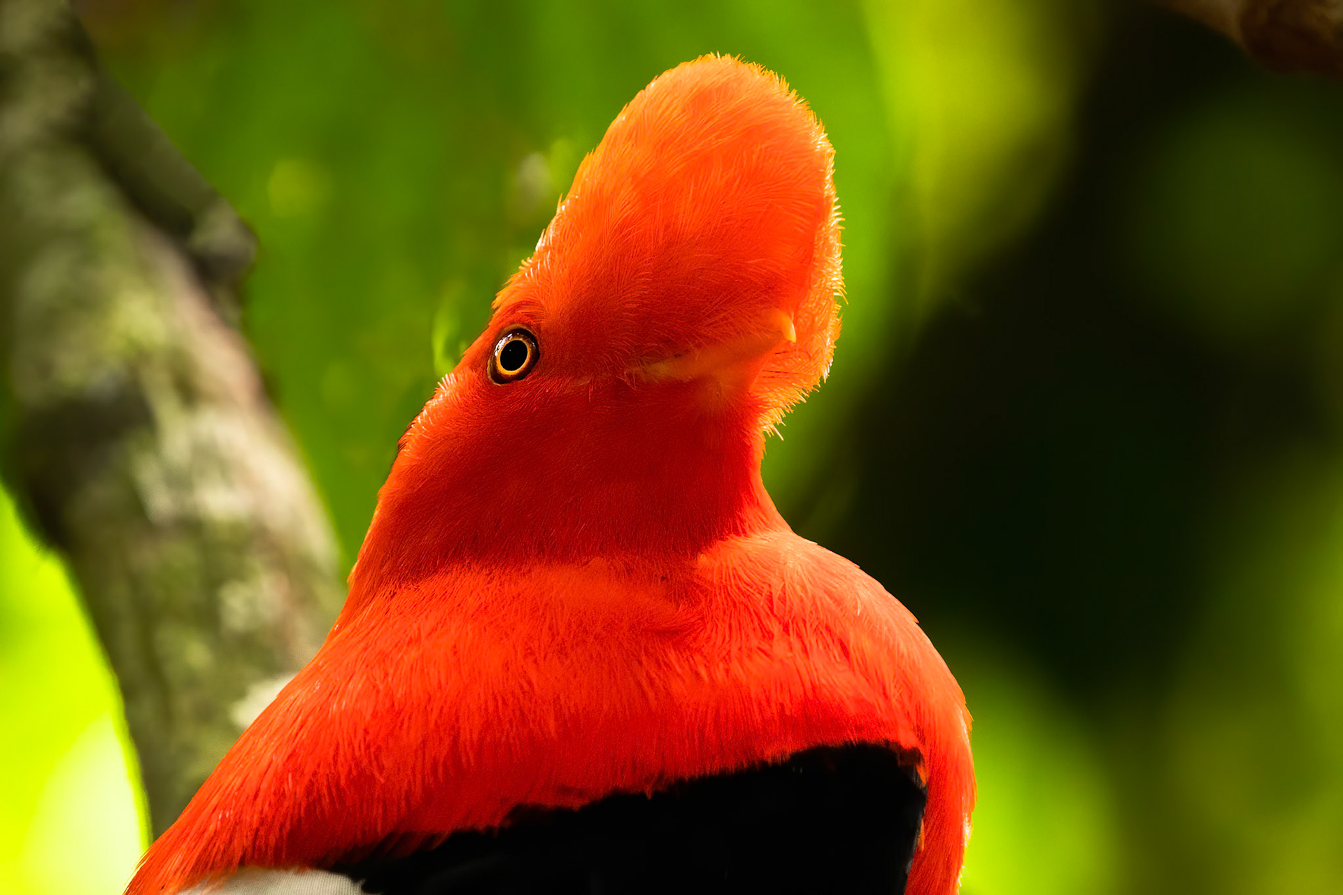 Andean cock-of-the-rock, Jardin, Colombia