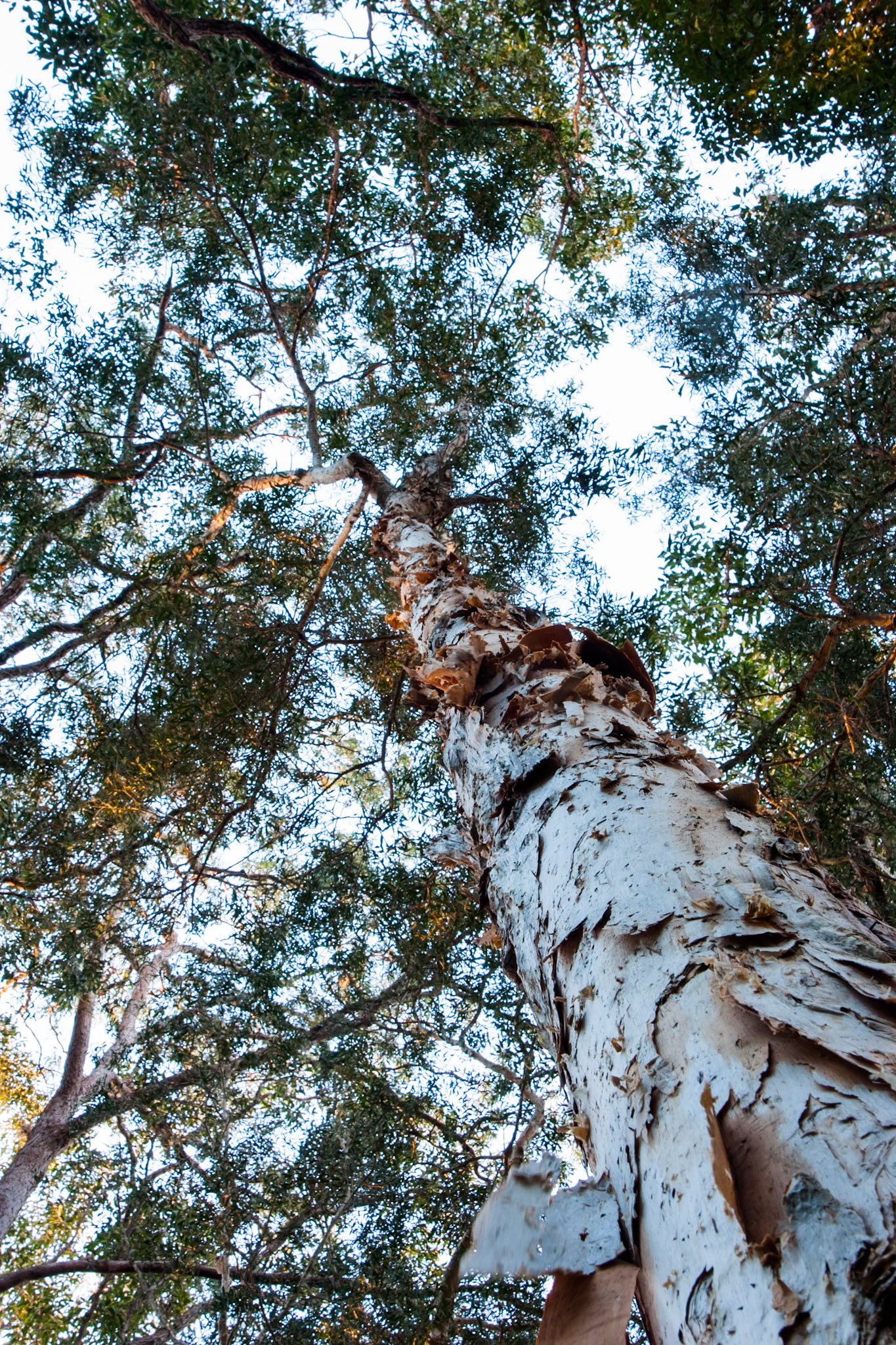Trees at sunset, Kingfisher Bay Resort, Fraser Island, Queensland