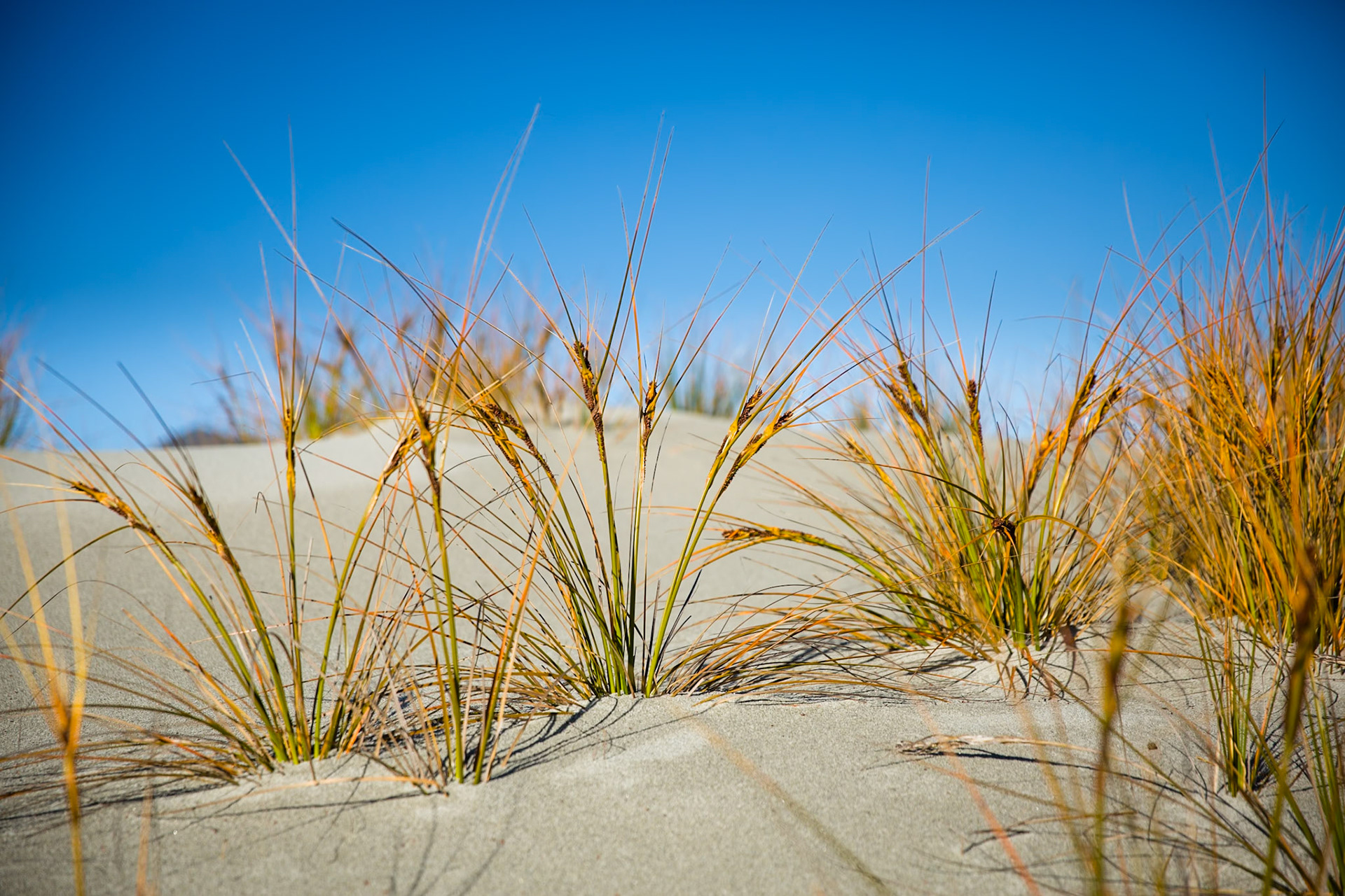 Hollyford Track, Martin's Bay, New Zealand