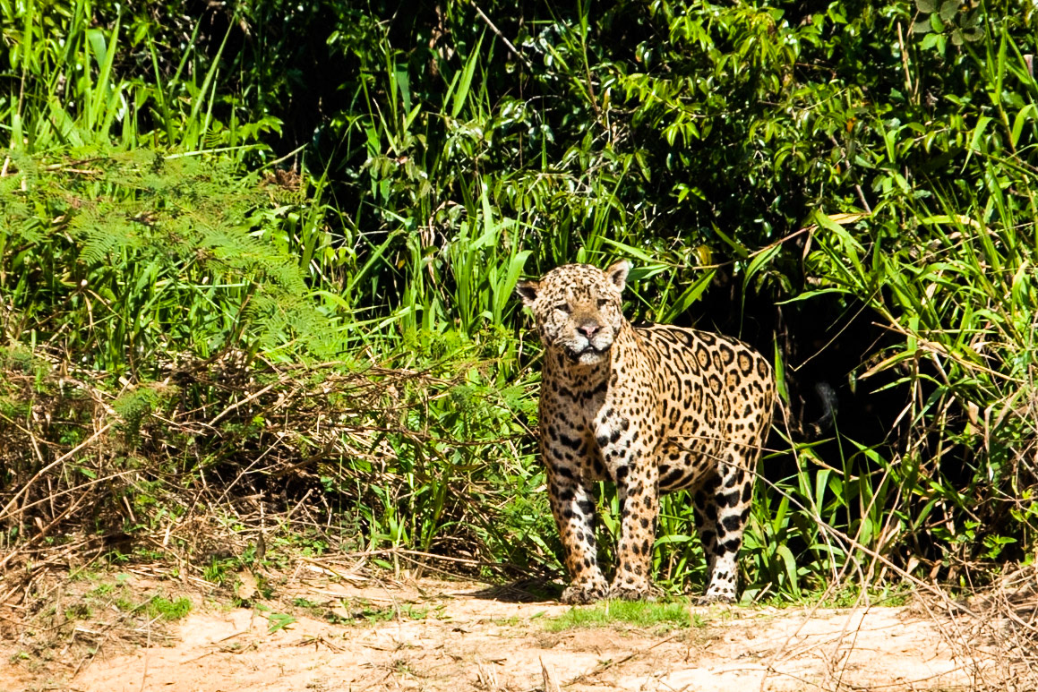 Jaguar, Porto Jofre, Pantanal, Brazil
