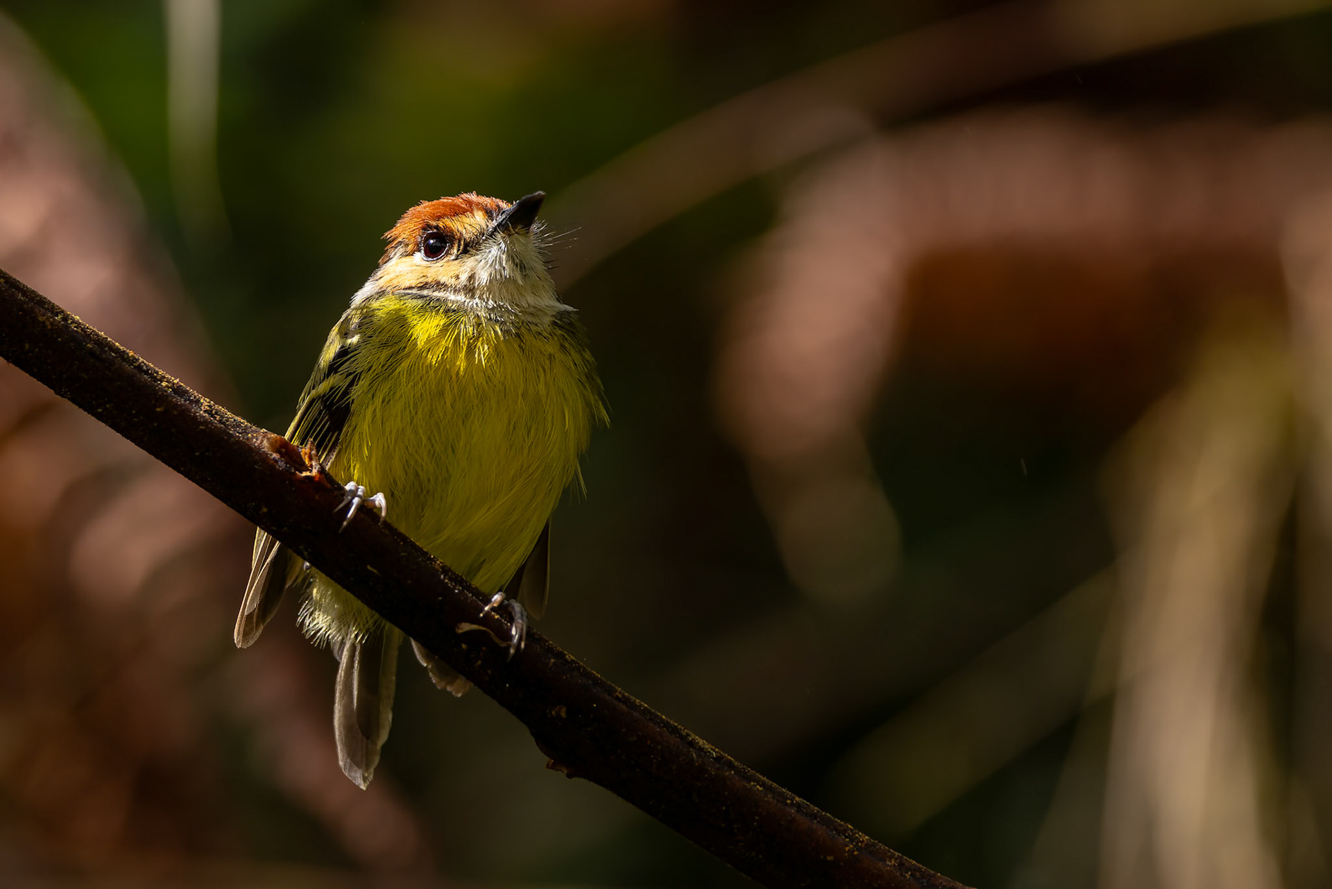 Rufous-crowned today-flycatcher, Casa Simpson Lodge, Tapilchalaca, Ecuador