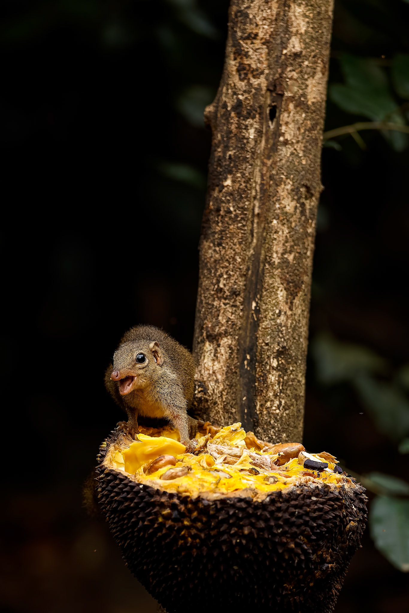 Northern treeshrew, Khaeng Krackan National Park, Thailand